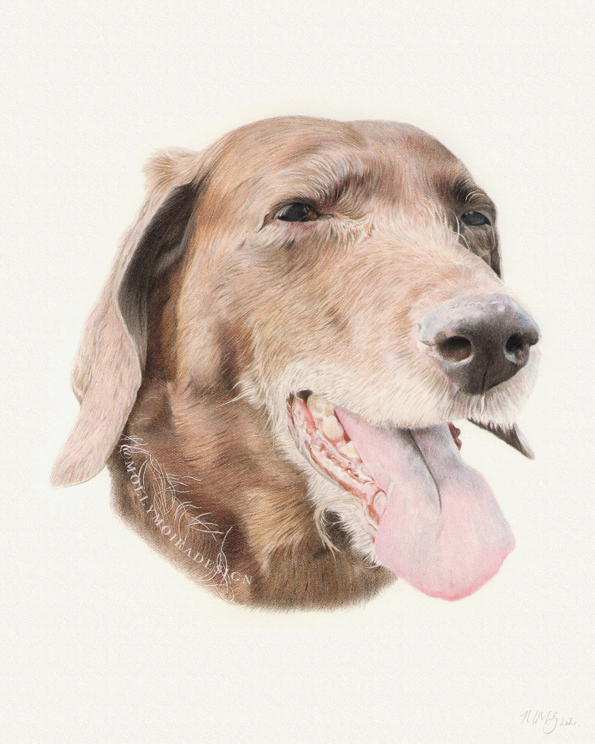 Coloured pencil pet portrait drawing of a brown dog