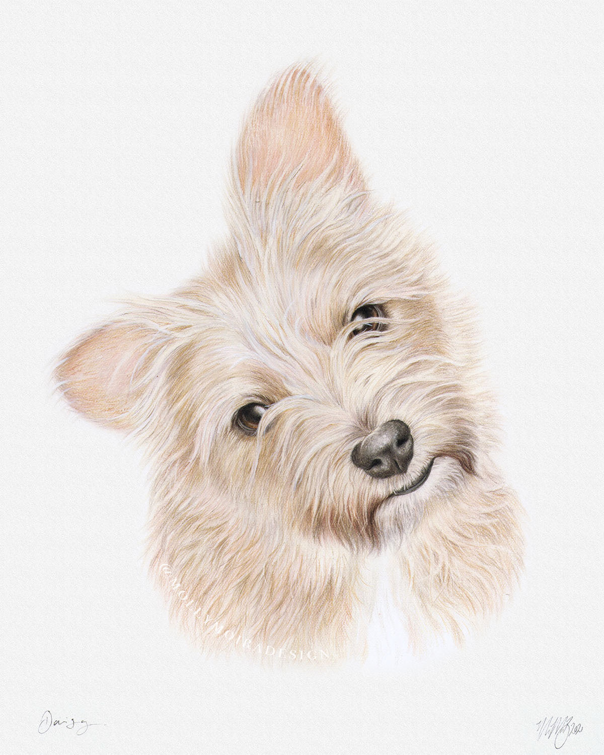 Coloured pencil pet portrait drawing of a Norwich terrier dog