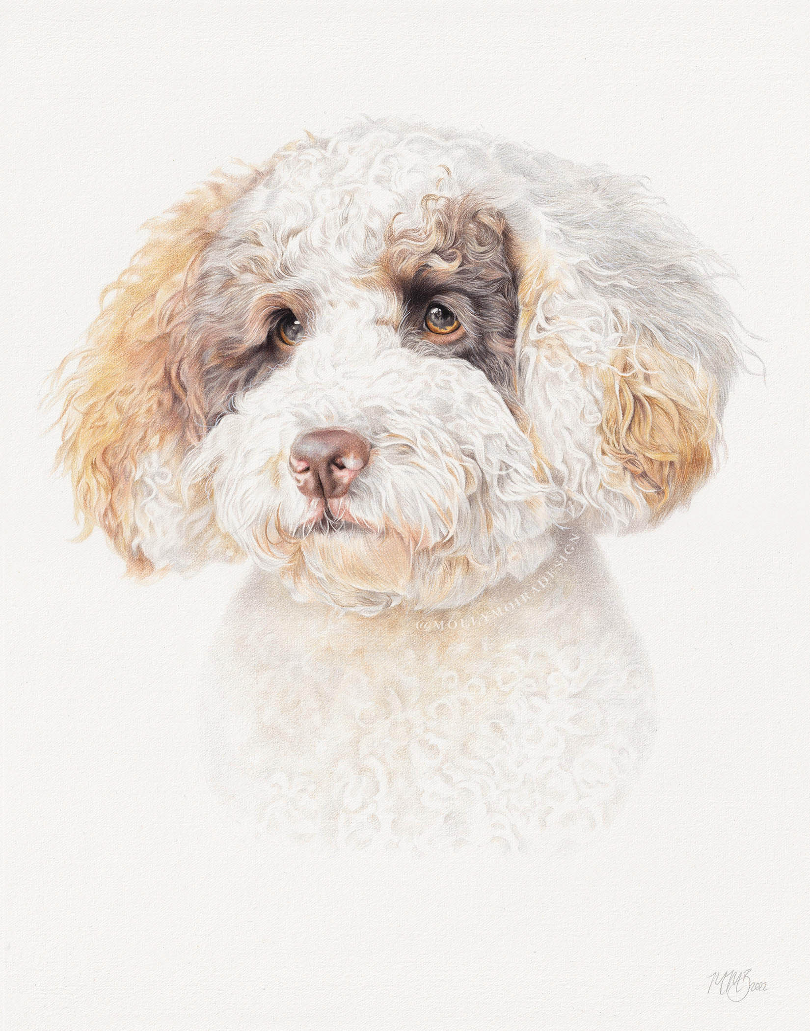 Coloured pencil pet portrait drawing of a Cavapoo dog