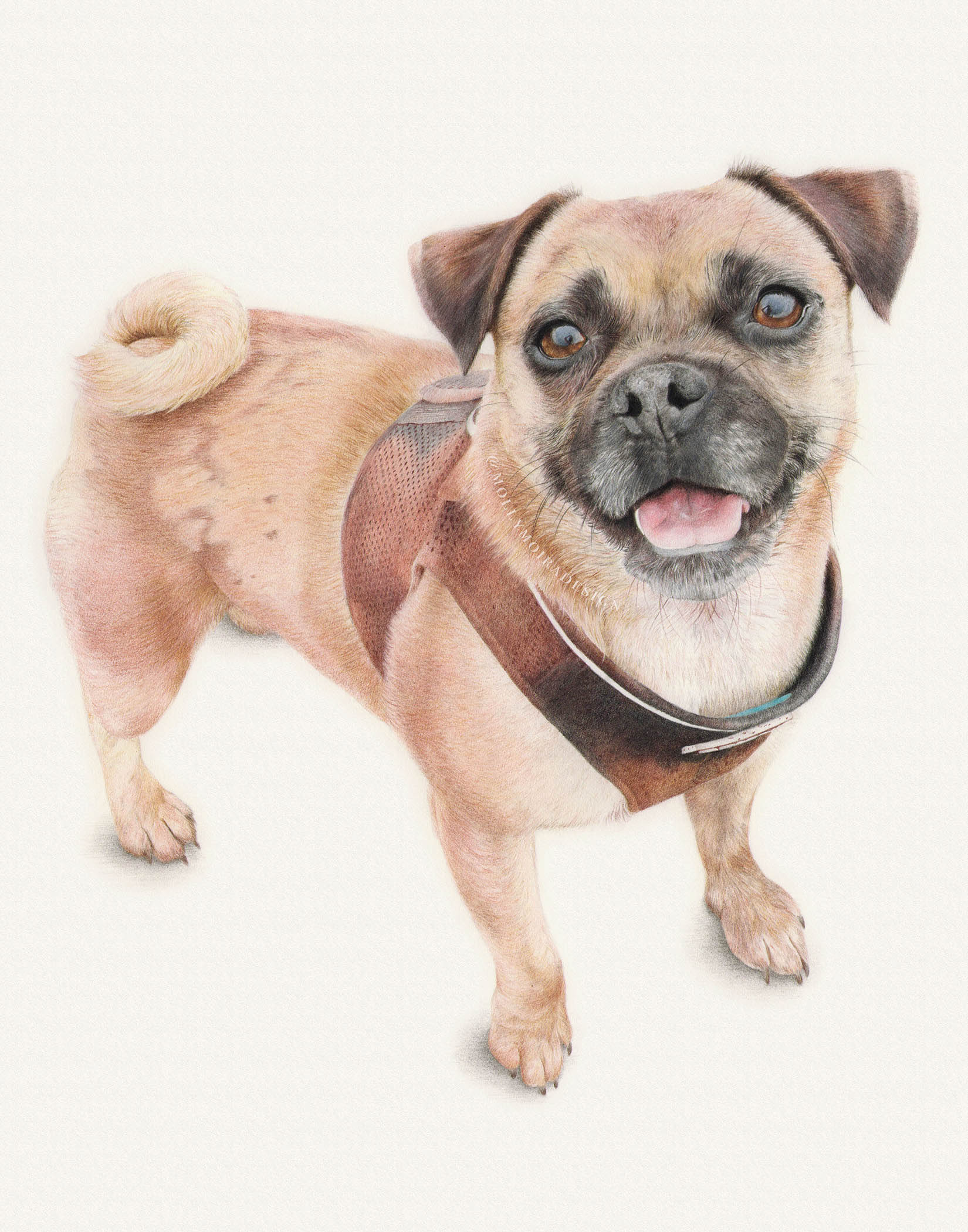 Coloured pencil pet portrait drawing of a jug dog