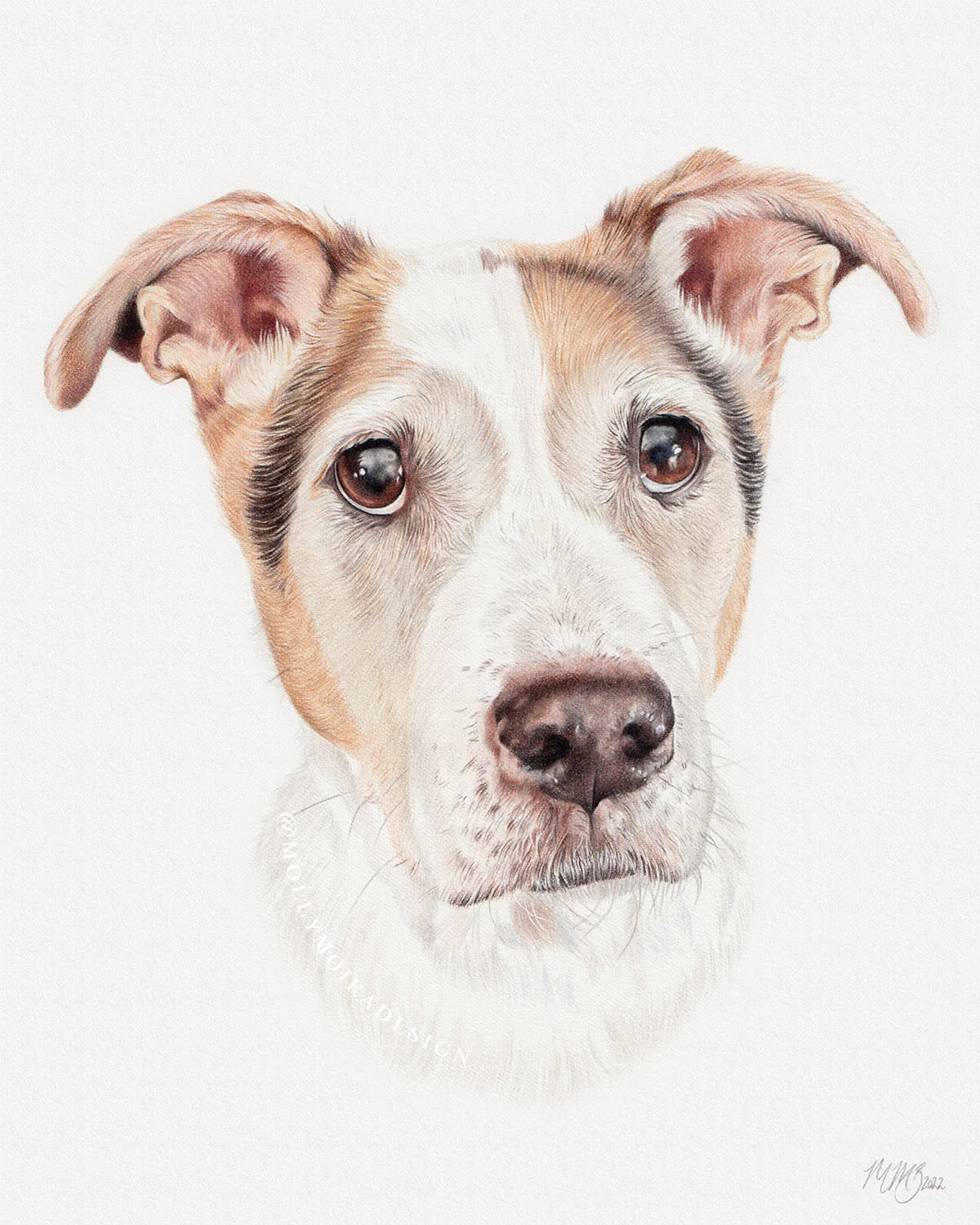 Coloured pencil pet portrait drawing of a Swiss mountain dog