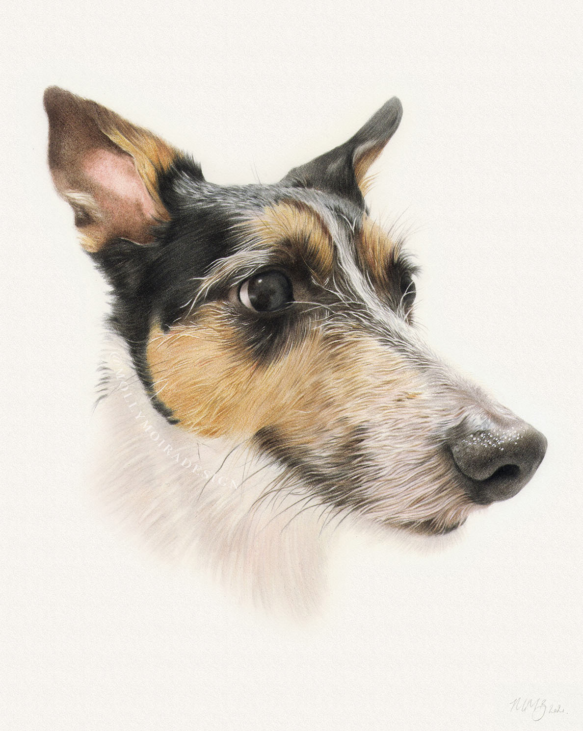 Sam, Jack Russell Terrier, Coloured pencil, 8x10"