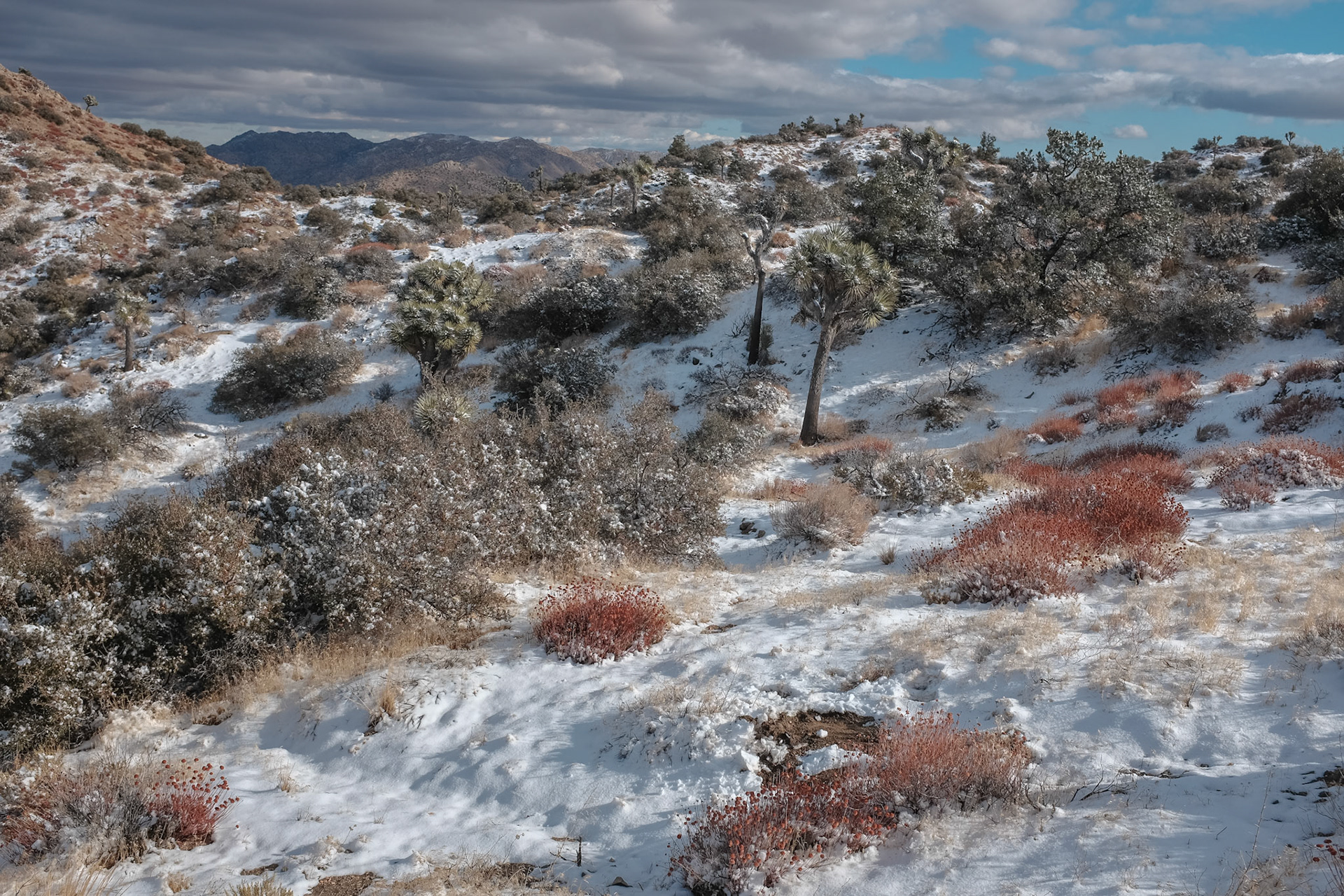 Joshua Tree I