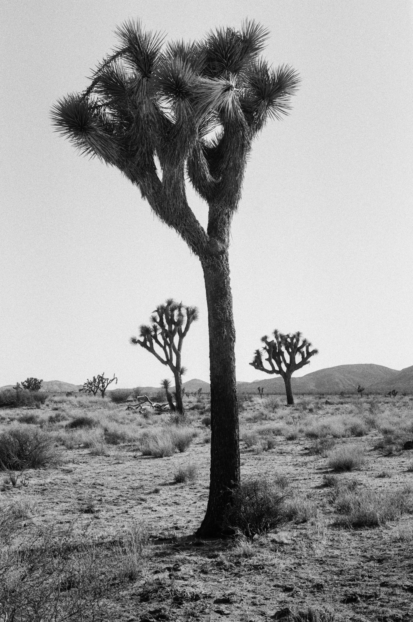 Joshua Tree II