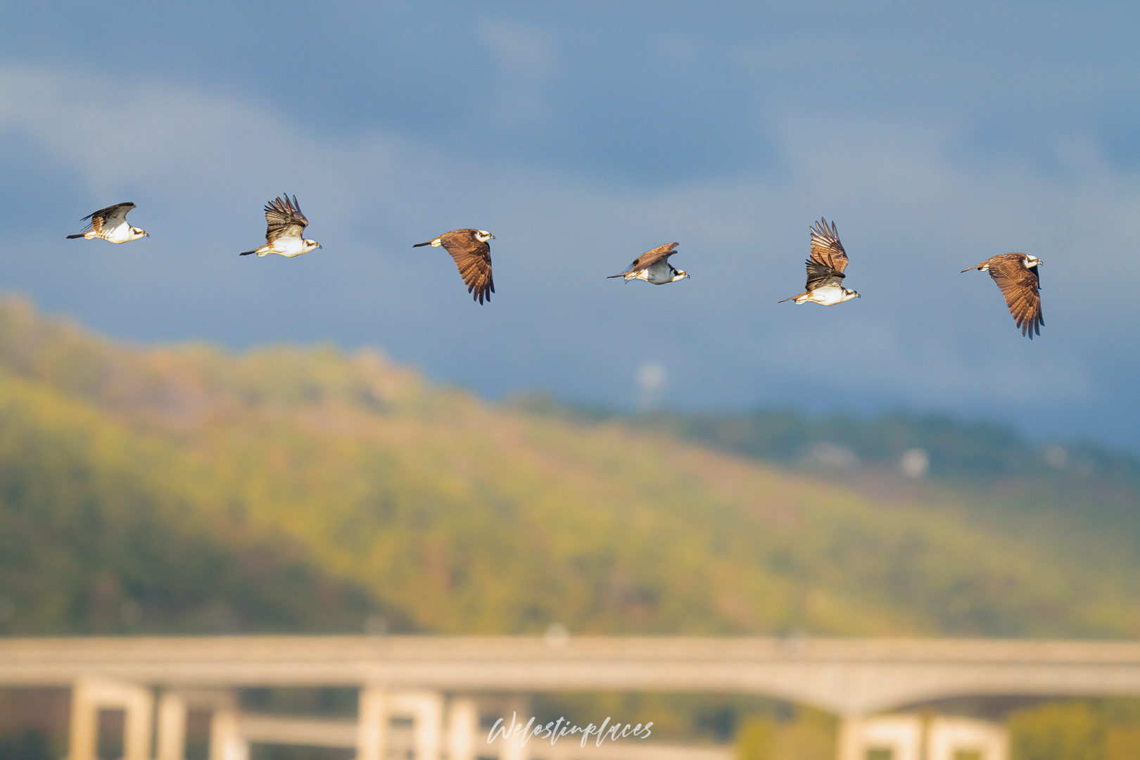 Osprey - 10/15/2023