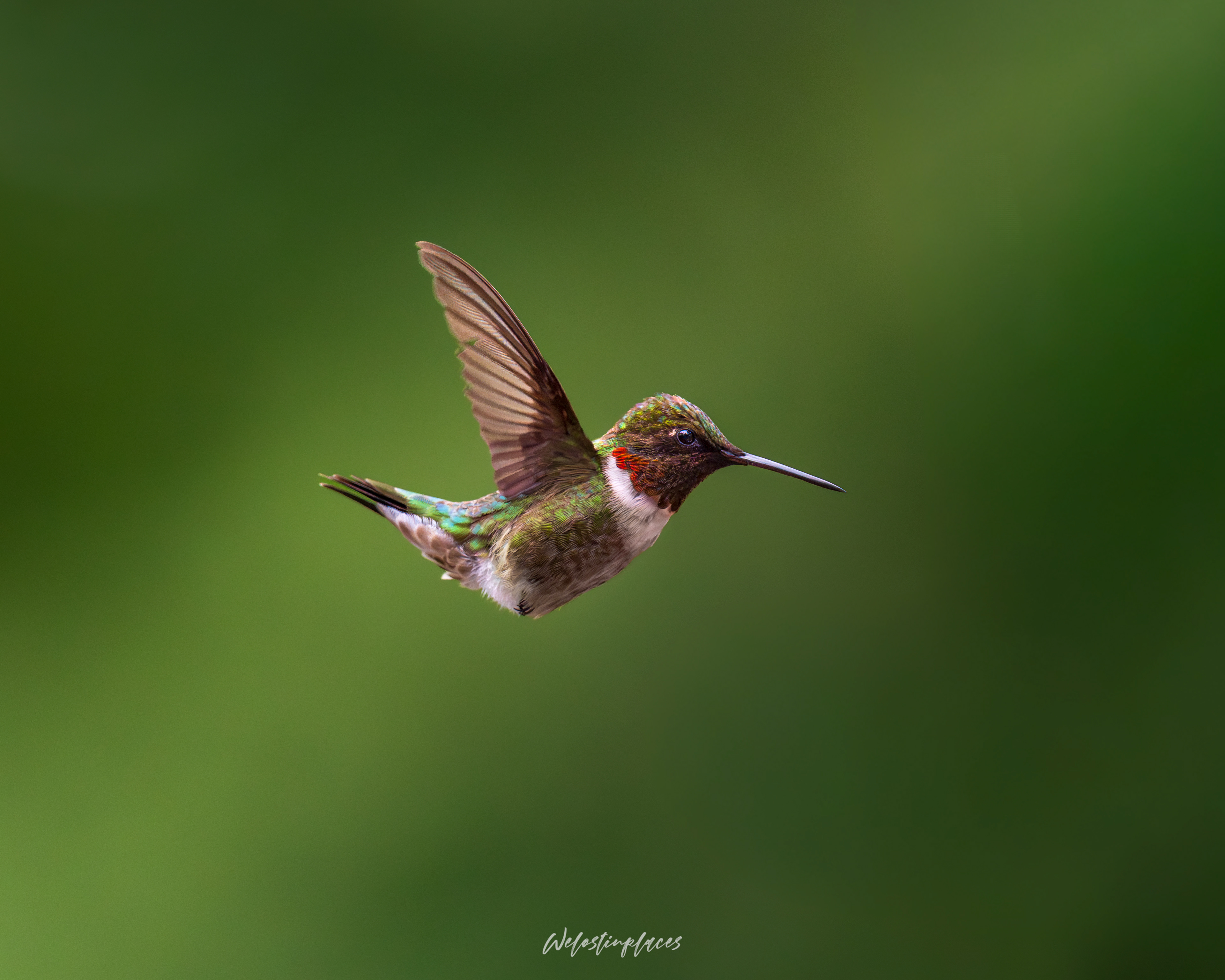 Ruby-Throated Hummingbird in Flight