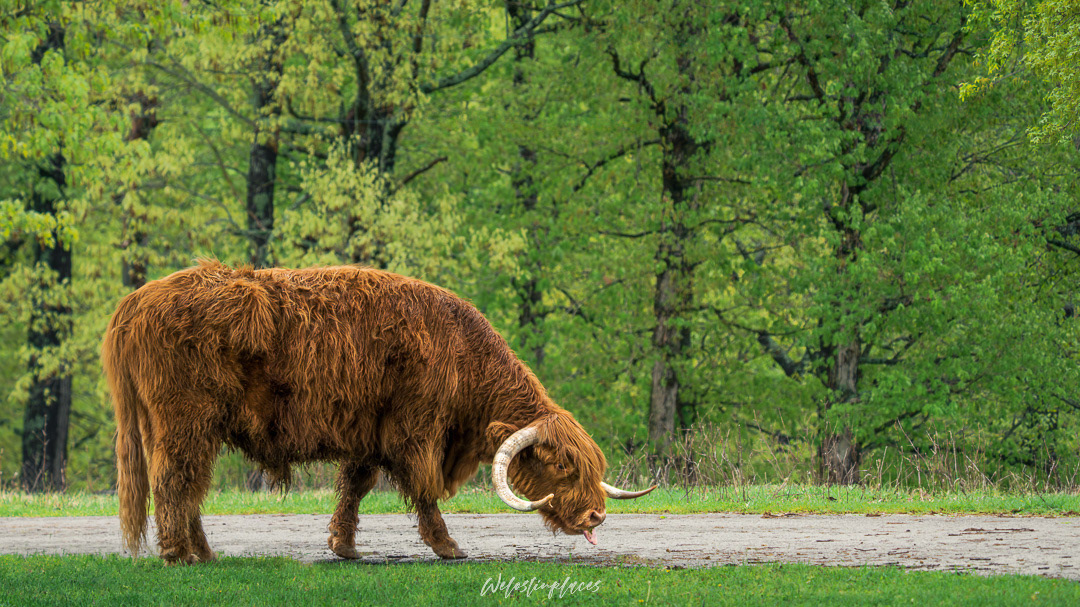 Grazing in Silence.