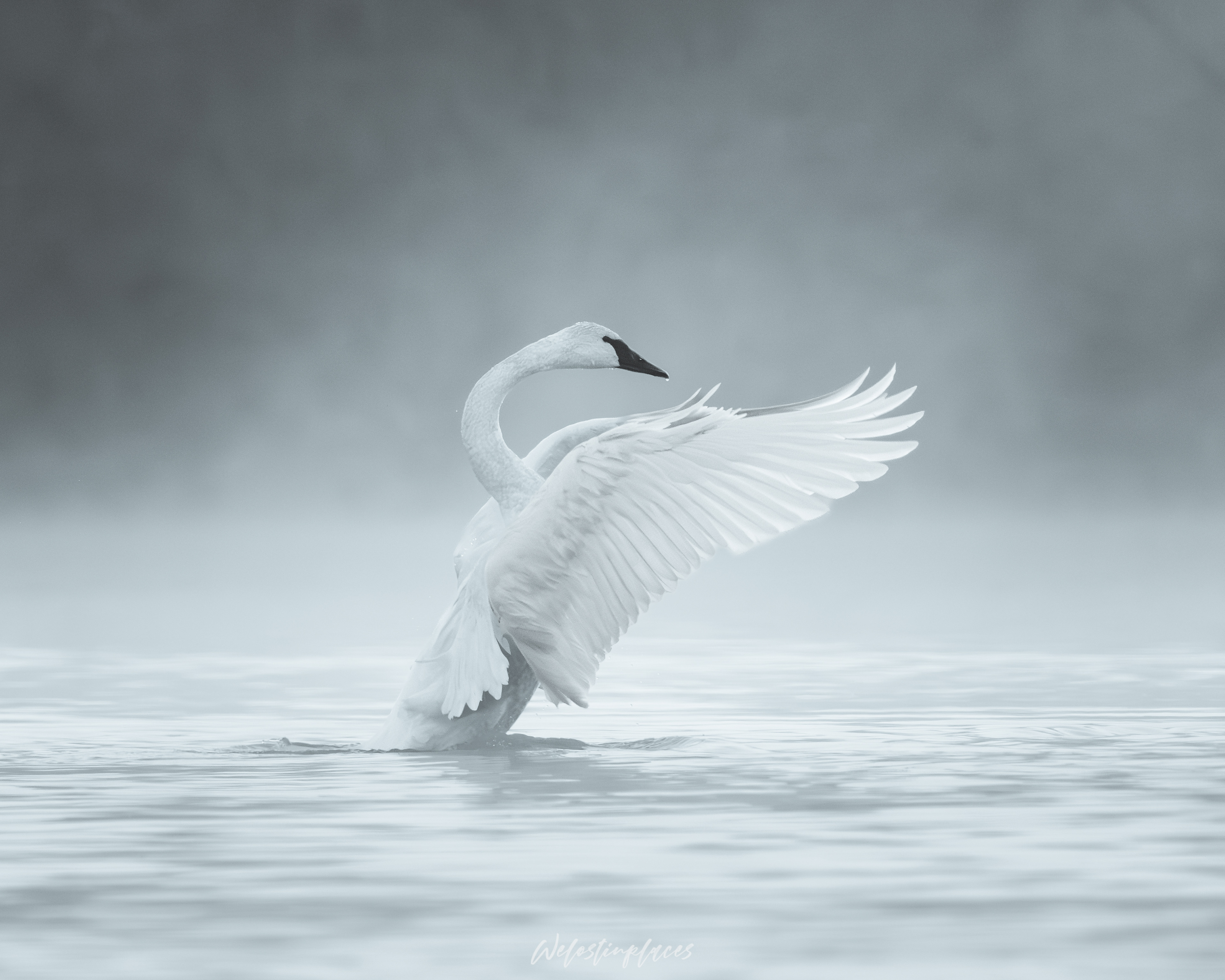 Monochrome - Swan on a foggy morning, AR.