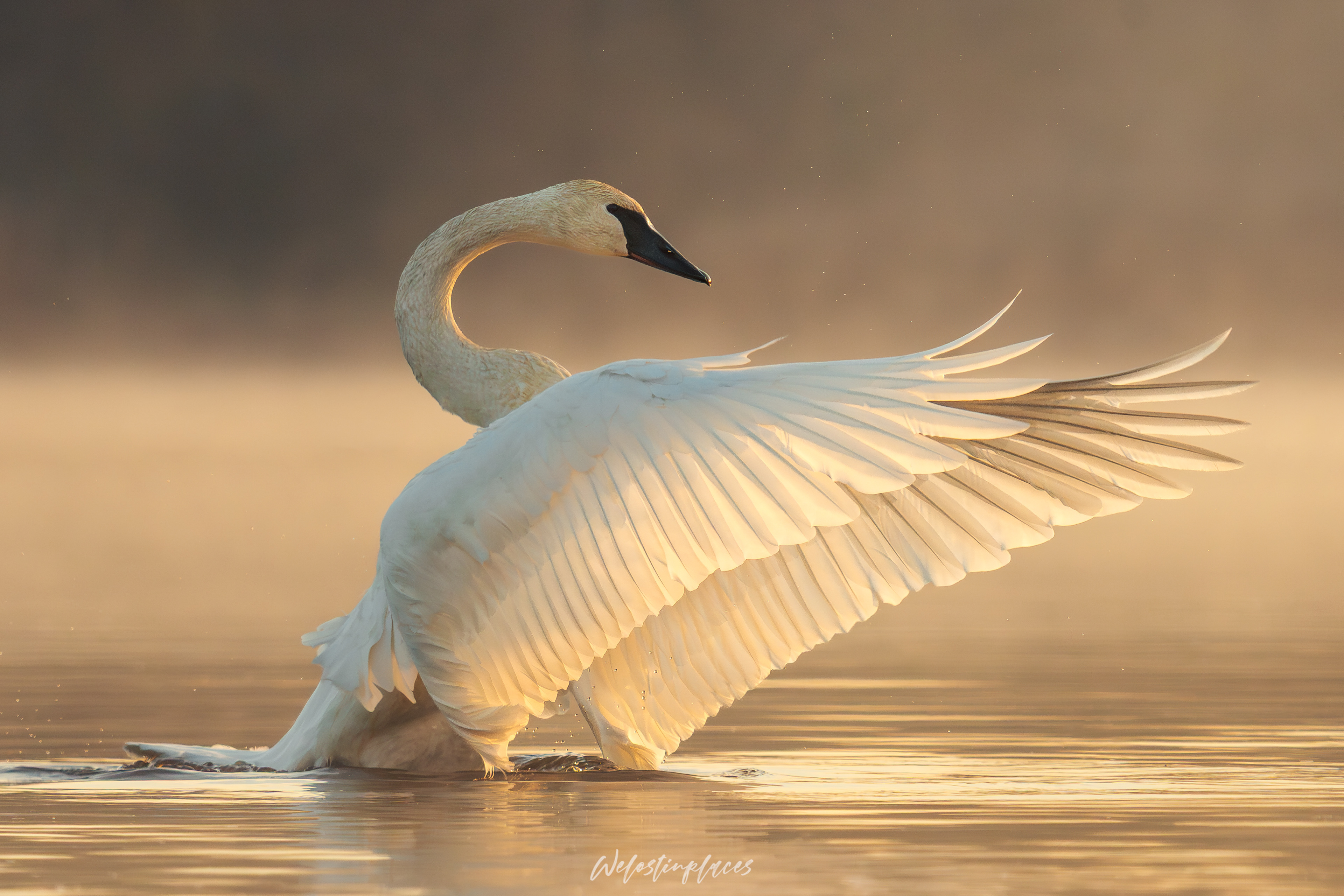 Swan at Heber Springs, AR