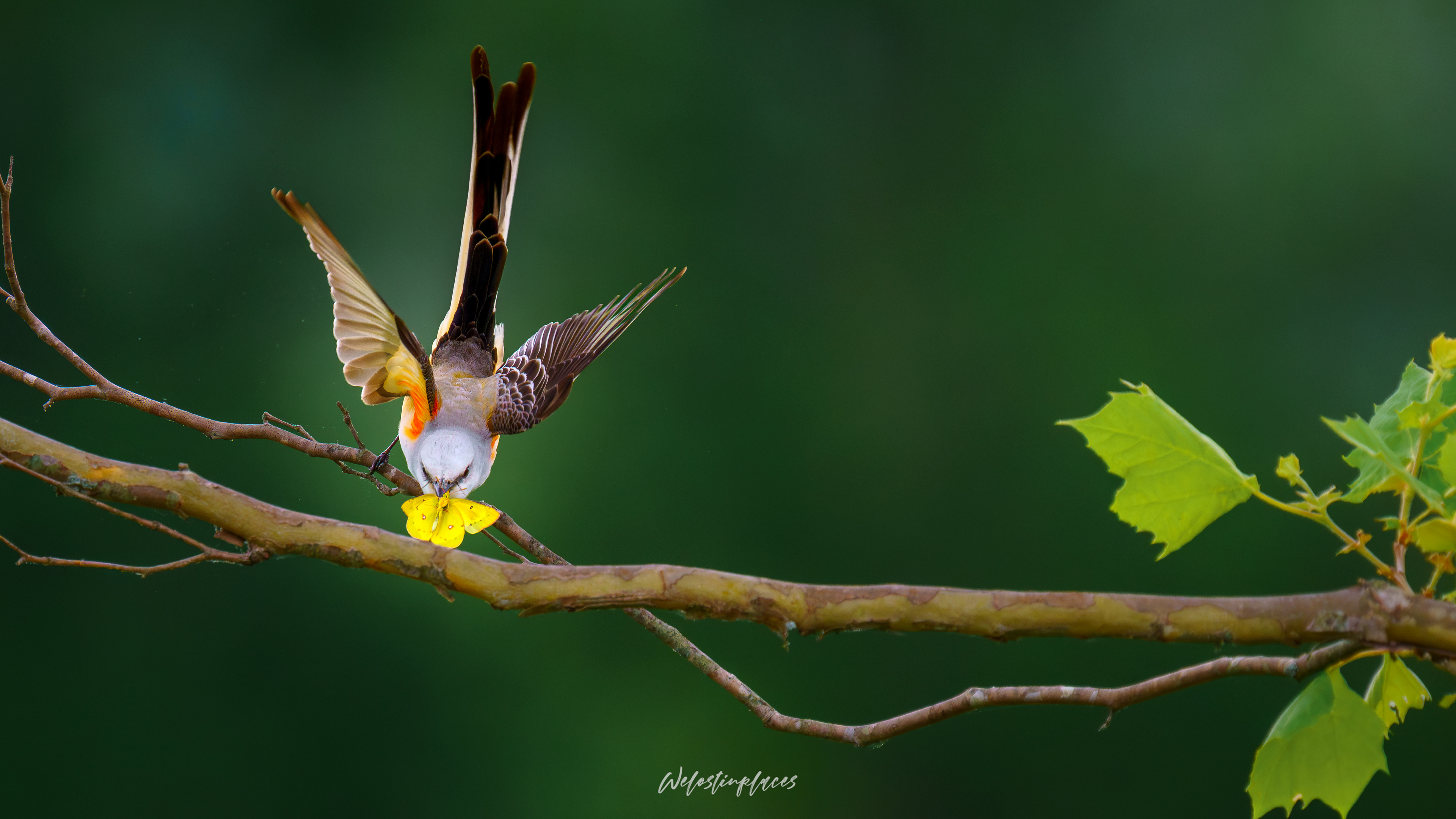 Scissor-Tailed Fly Catcher with a Butterfly