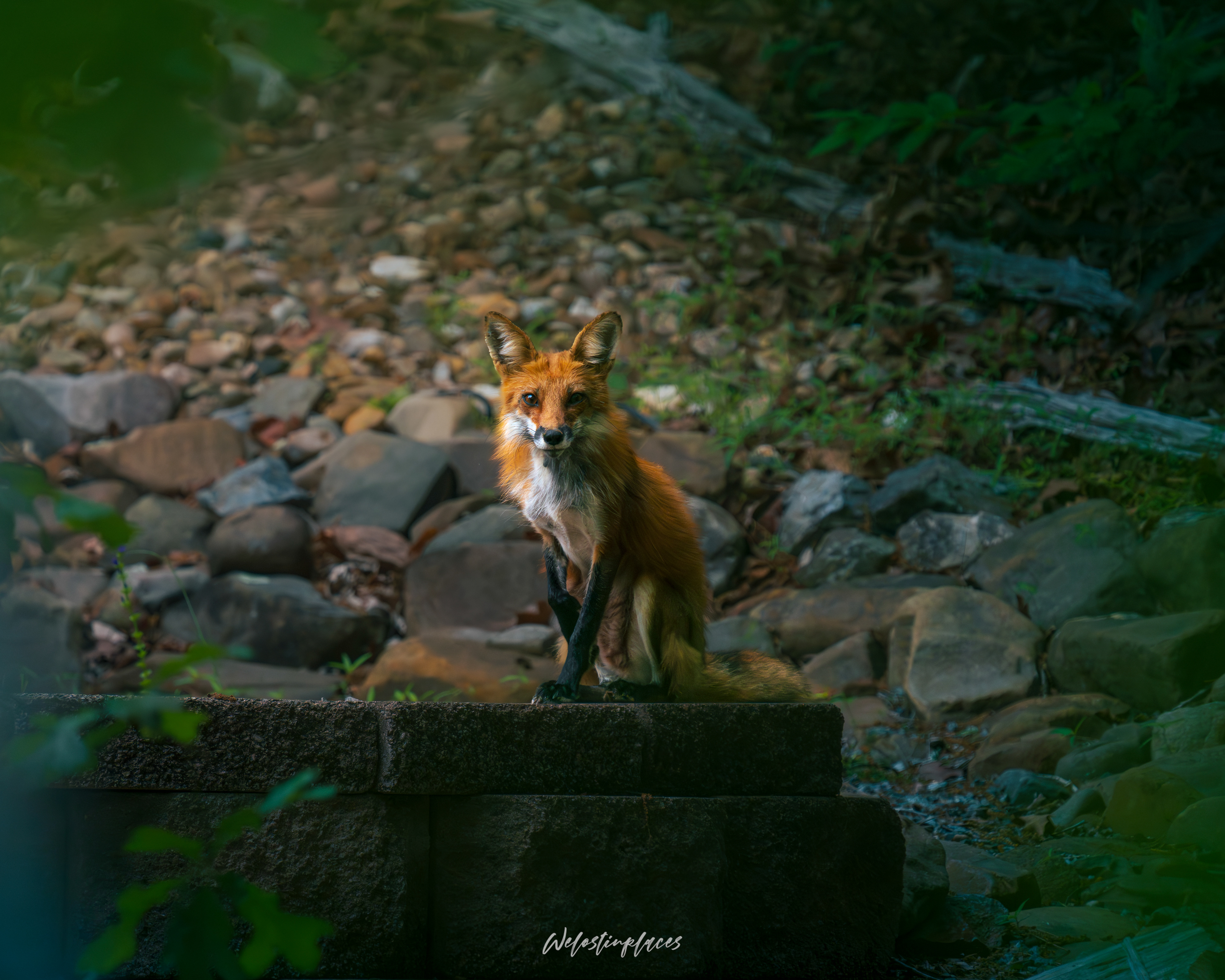 Red Tailed Fox, Hot Springs, AR