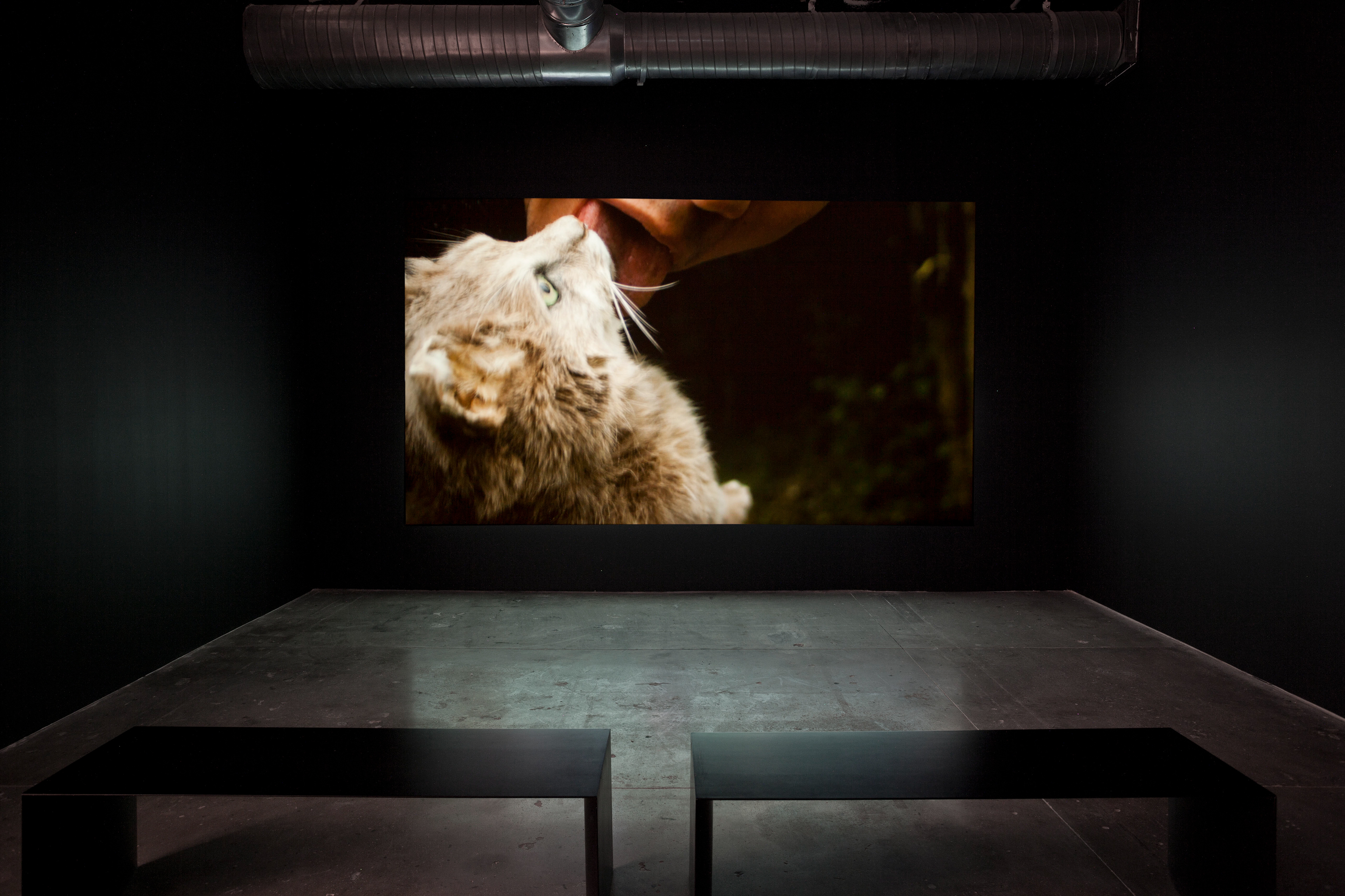 Iván Argote, Fructose & Fat Truths, Cisneros Fontanals Foundation. On view 2015. Courtesy of the artist and CIFO.