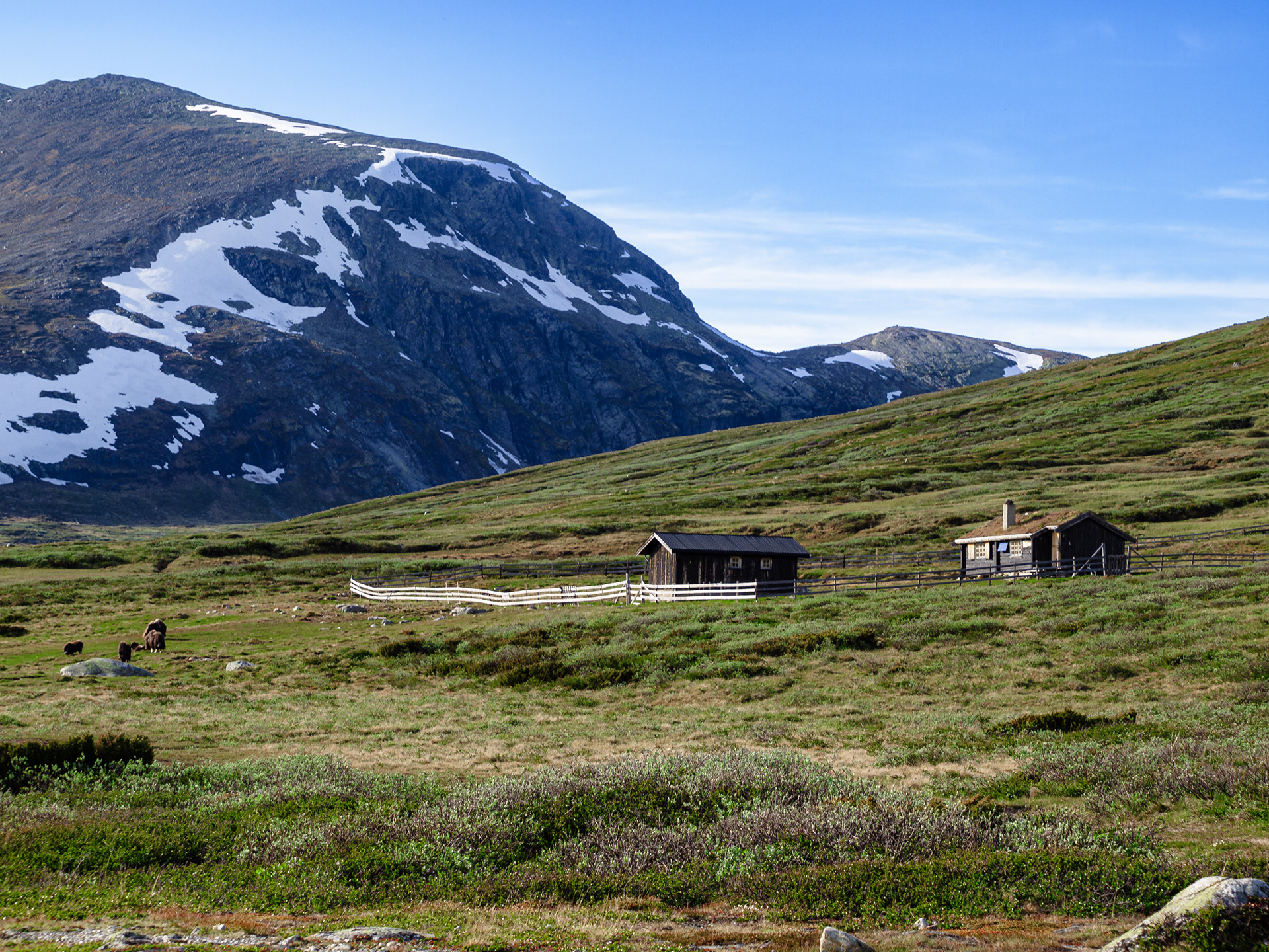 Muskoxen graze near a small dwelling in Dovrefjell-Sunndalsfjella Nasjonalpark