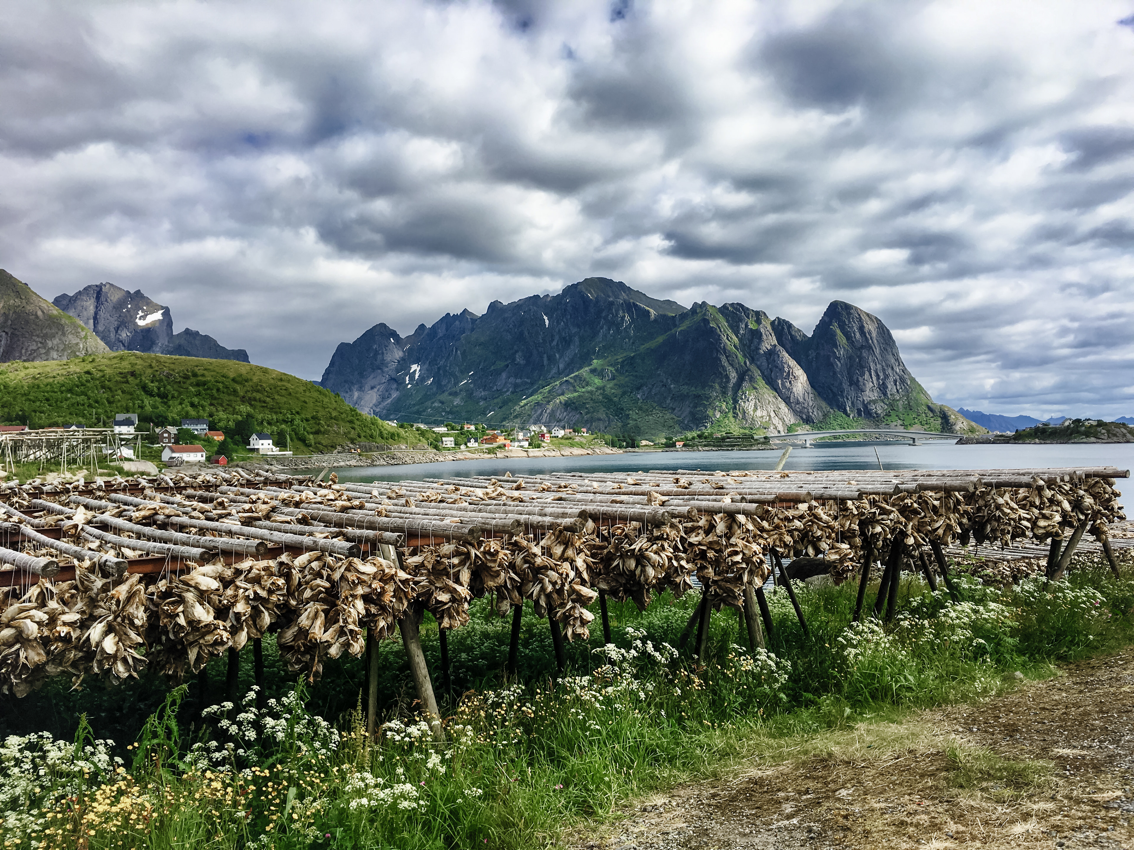 Cod fish drying on racks by the thousand in Lofoten