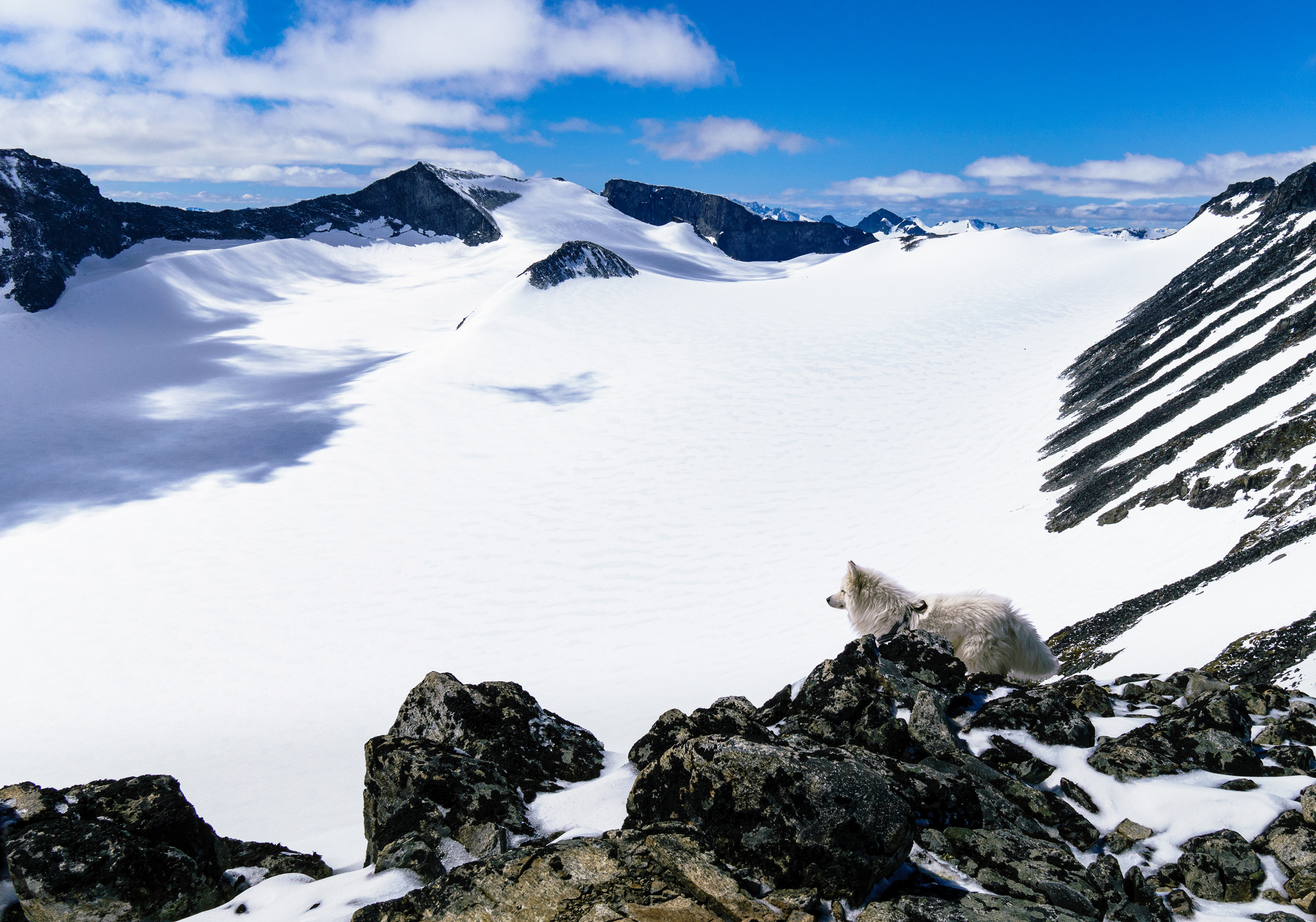 A dog (wolf?) surveys the scene from partway up the trail to the summit of Galdhøpiggen