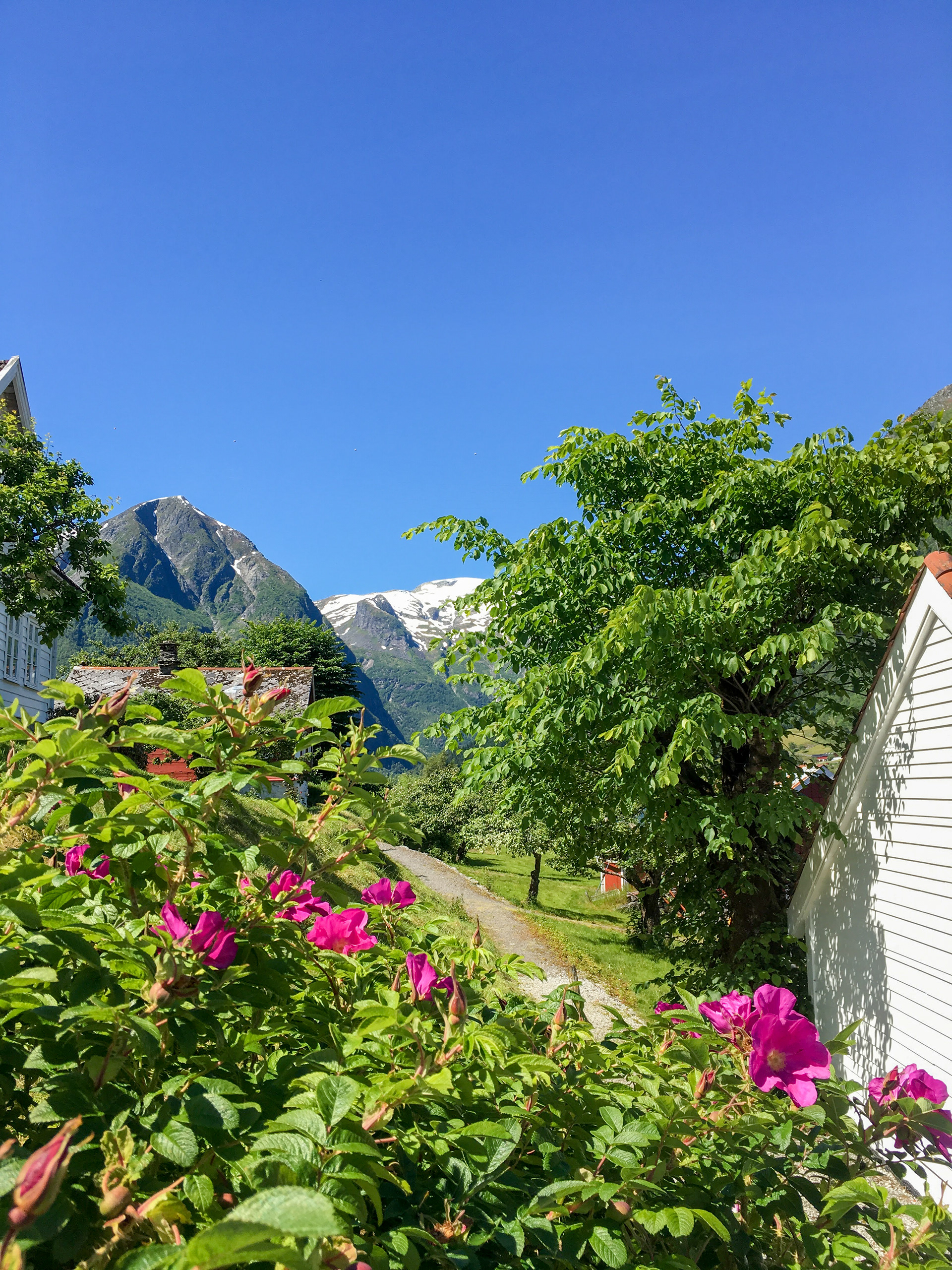 A path behind some colorful flowers seemingly leads straight to impressive snowcapped mountains