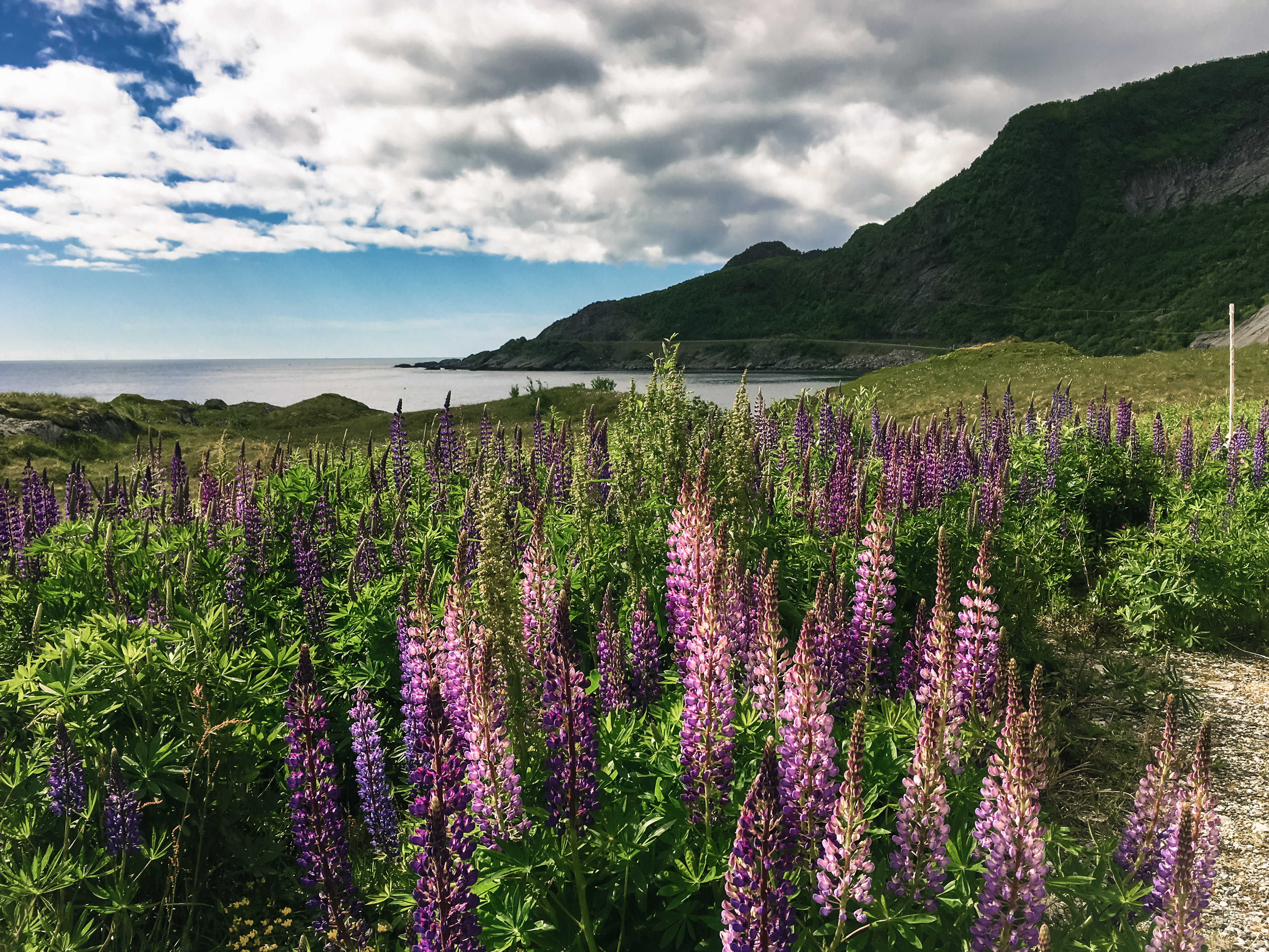 Golden light illuminating a patch of purple wildflowers in Lofoten