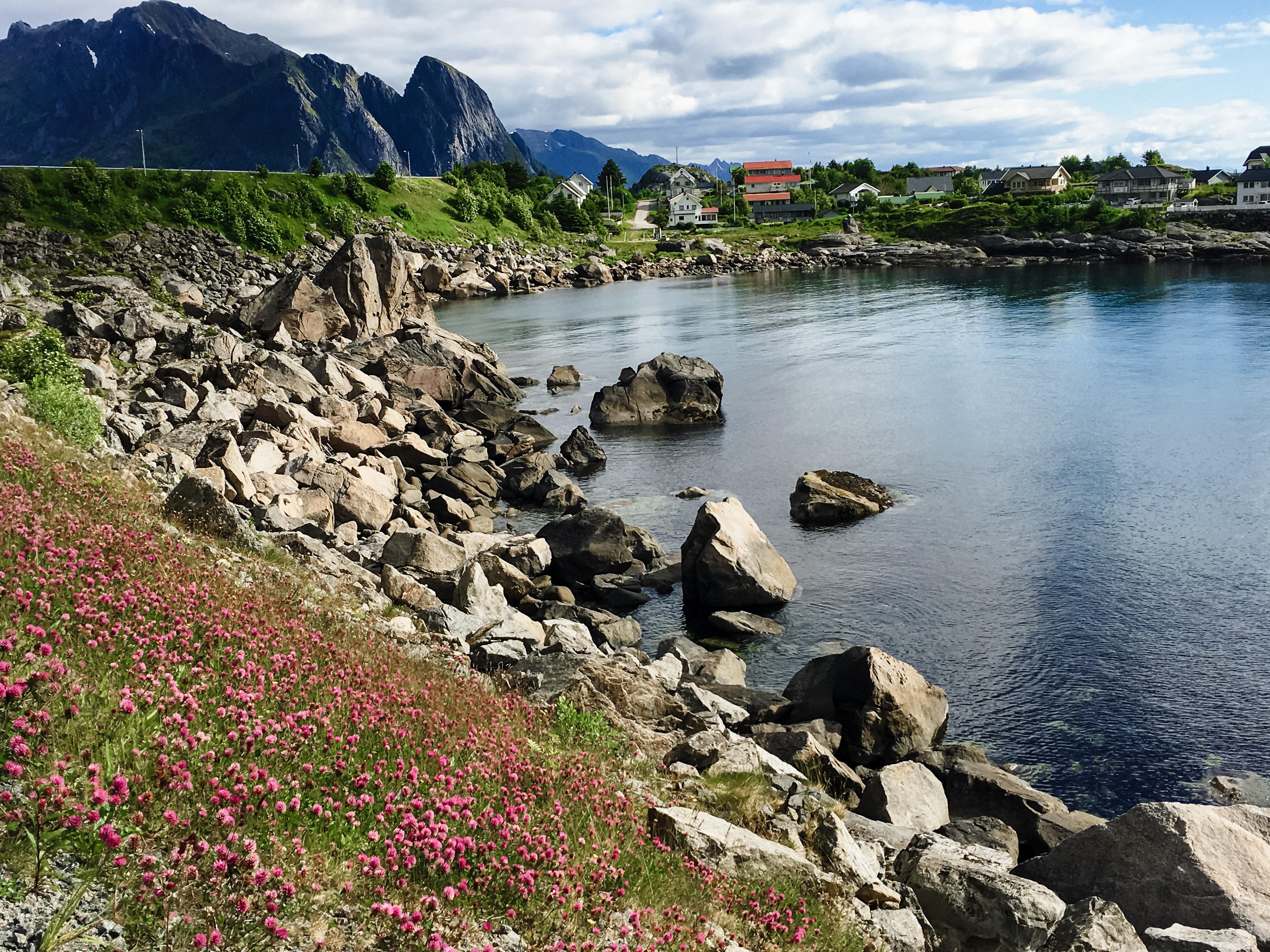 A peaceful scene with pink wildflowers in full bloom near a small inlet in Lofoten