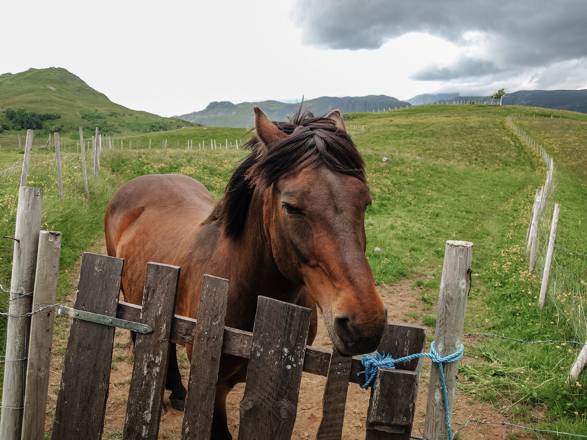 A horse observes humans at the viking museum