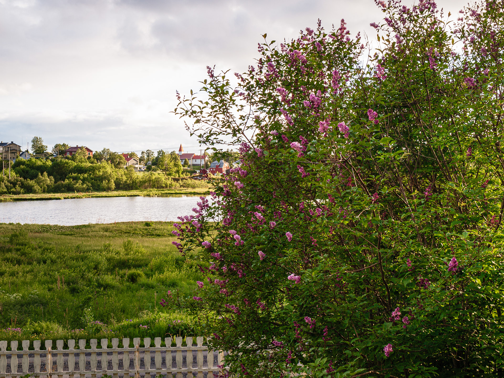 Golden light bathes some pink flowers in warmth outside the house in Skrolsvik