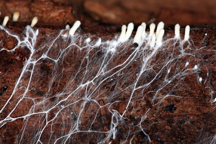 Mycelium w/ mushrooms