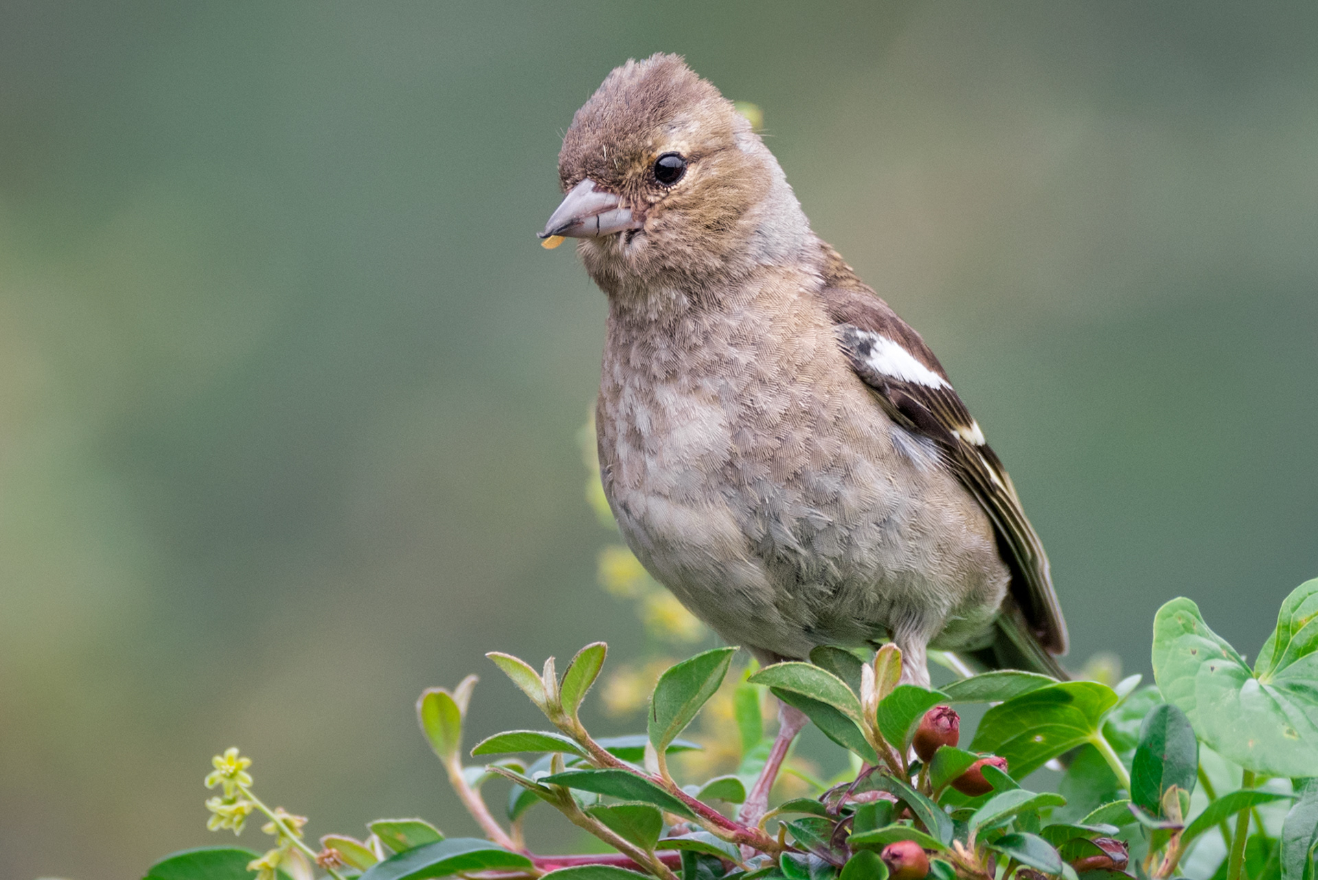 Female Chaffinch
