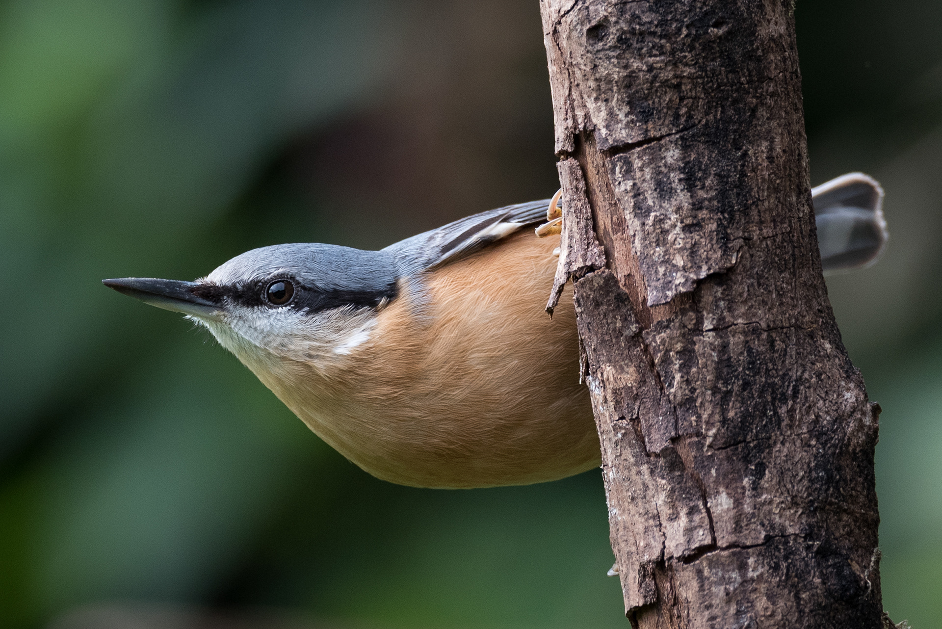 Eurasian Nuthatch