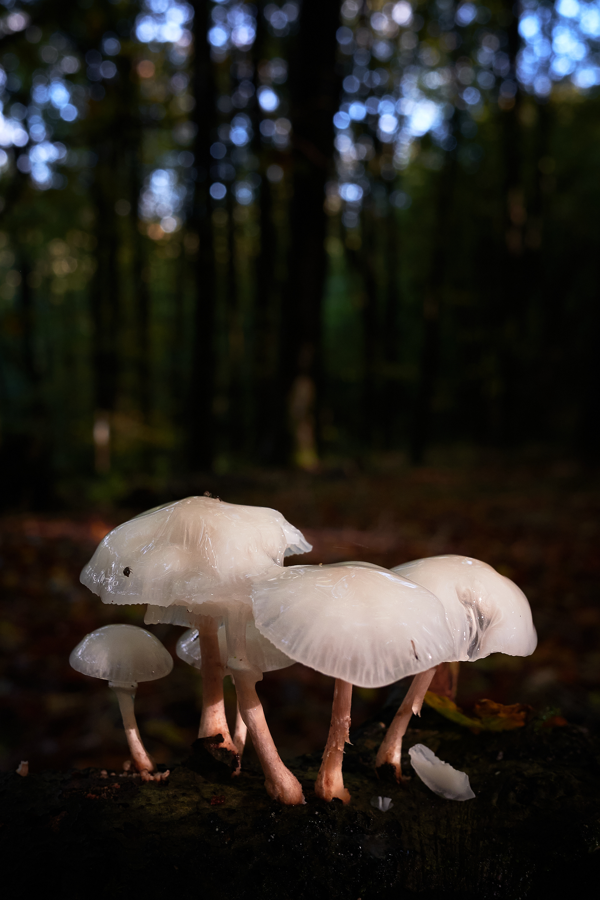 Porcelain Fungus