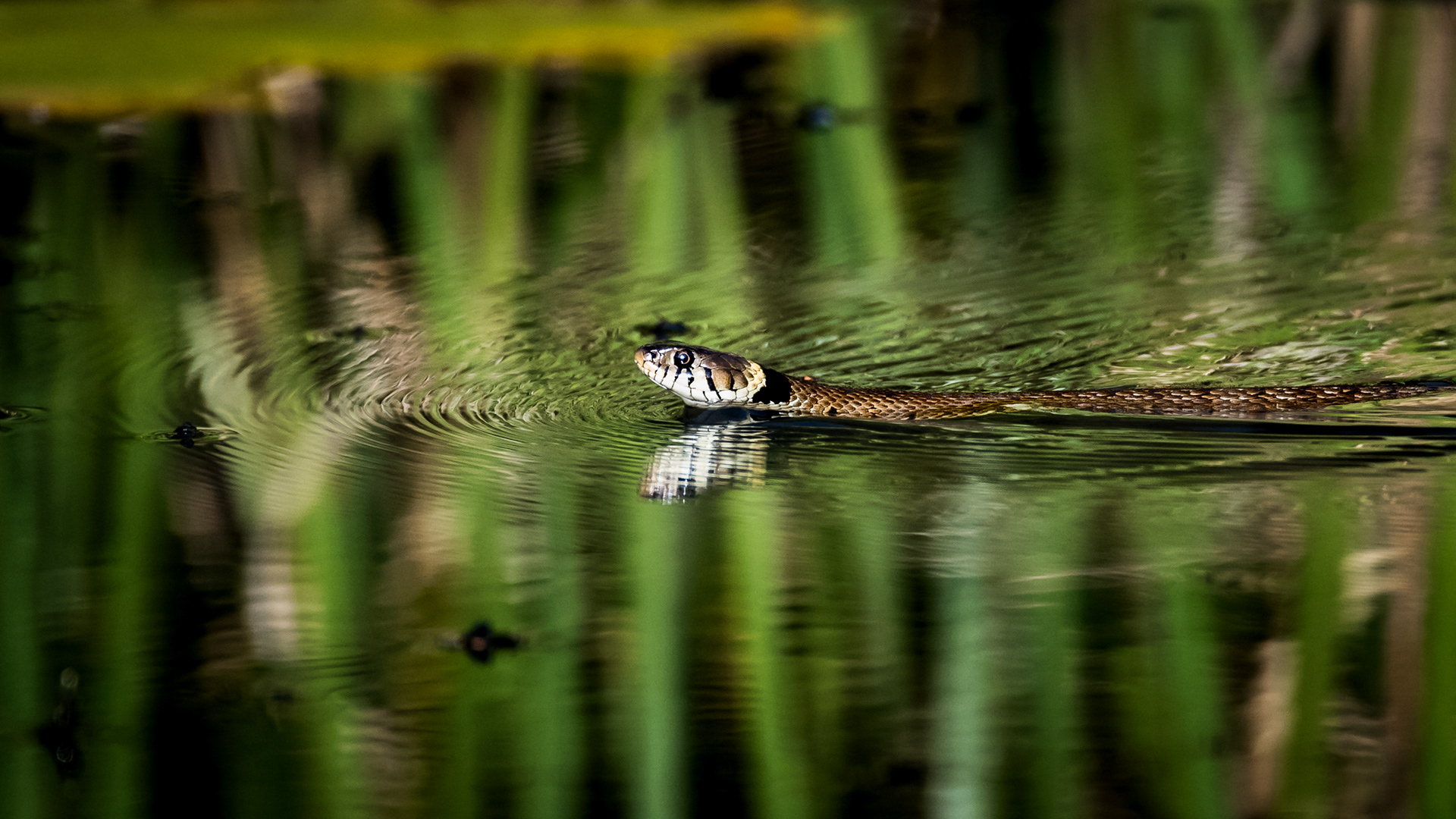 Grass Snake