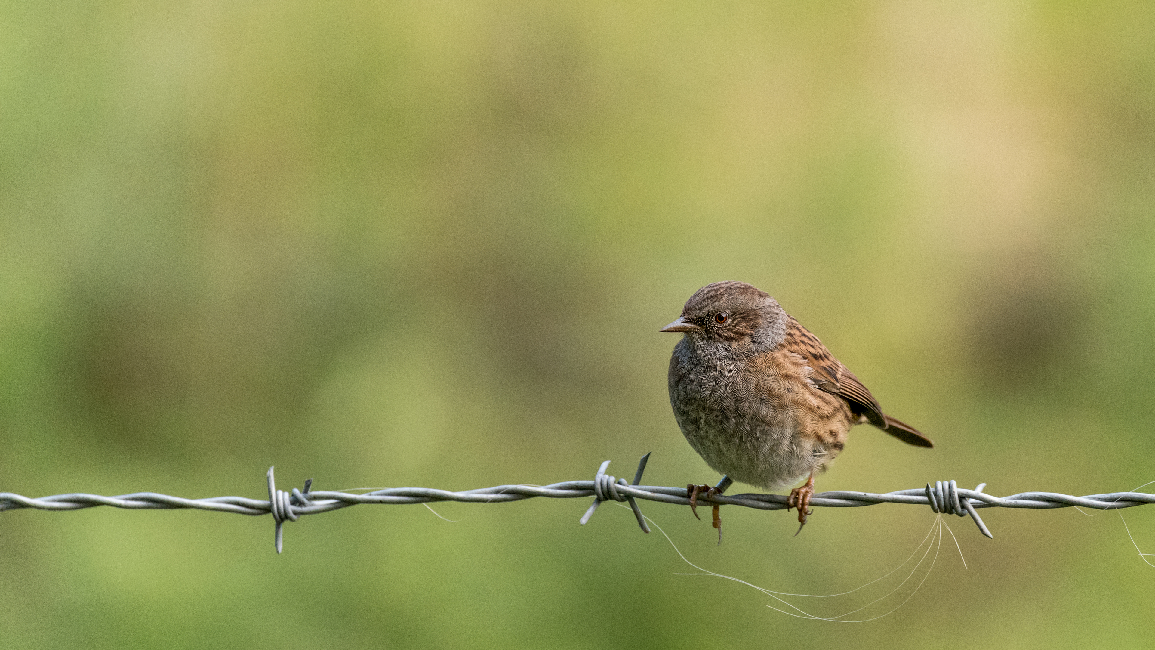Dunnock