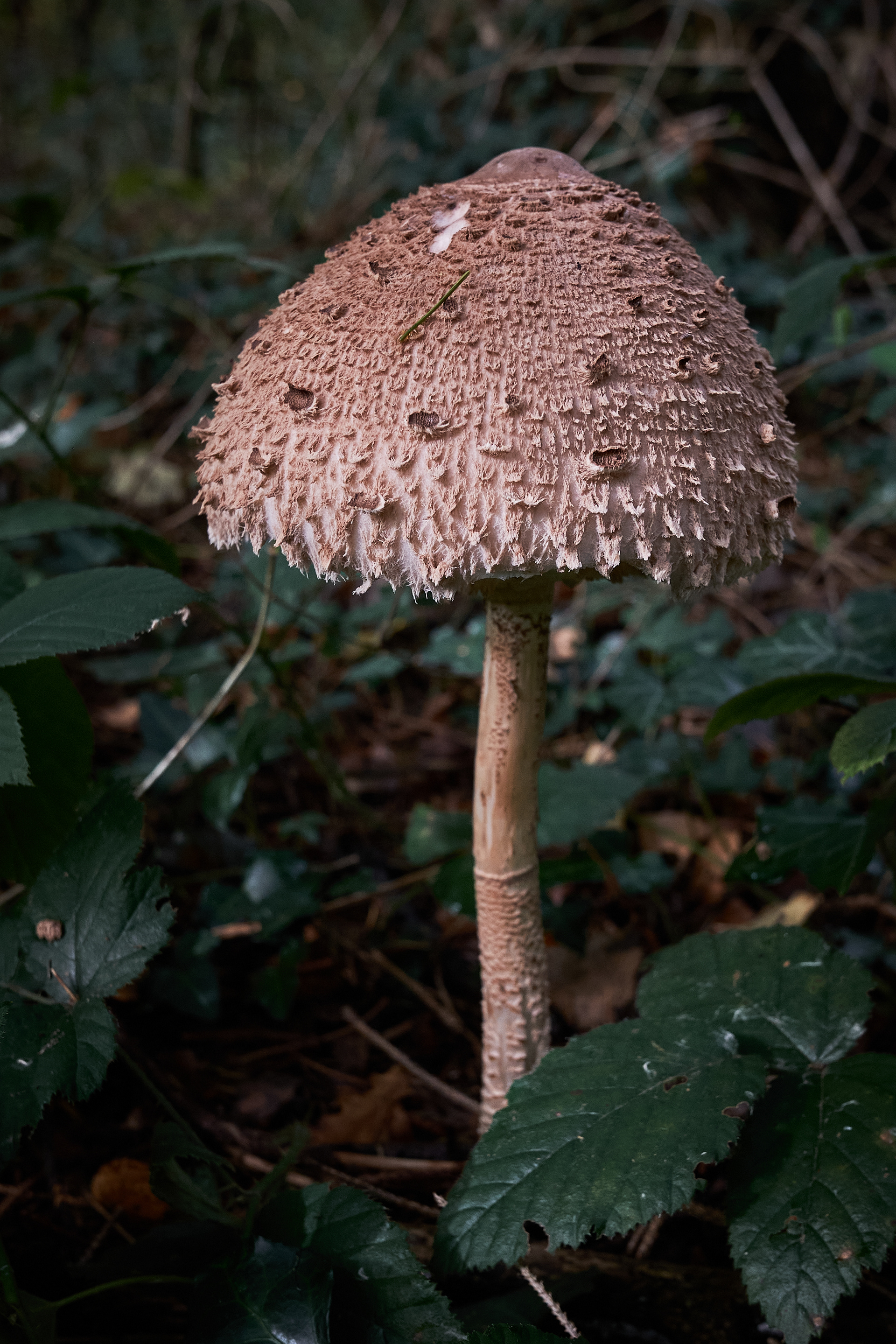 Parasol