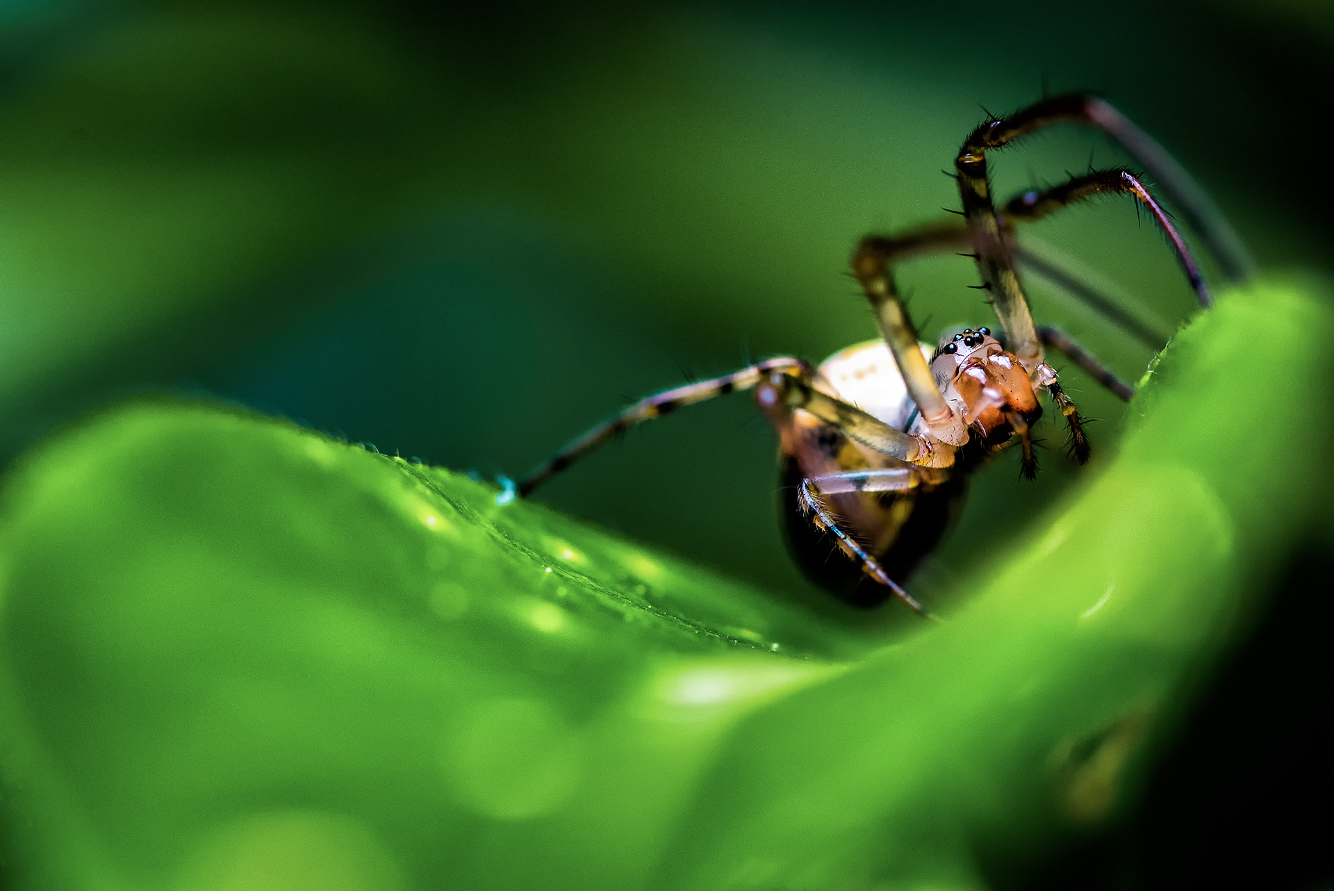 Garden Spider