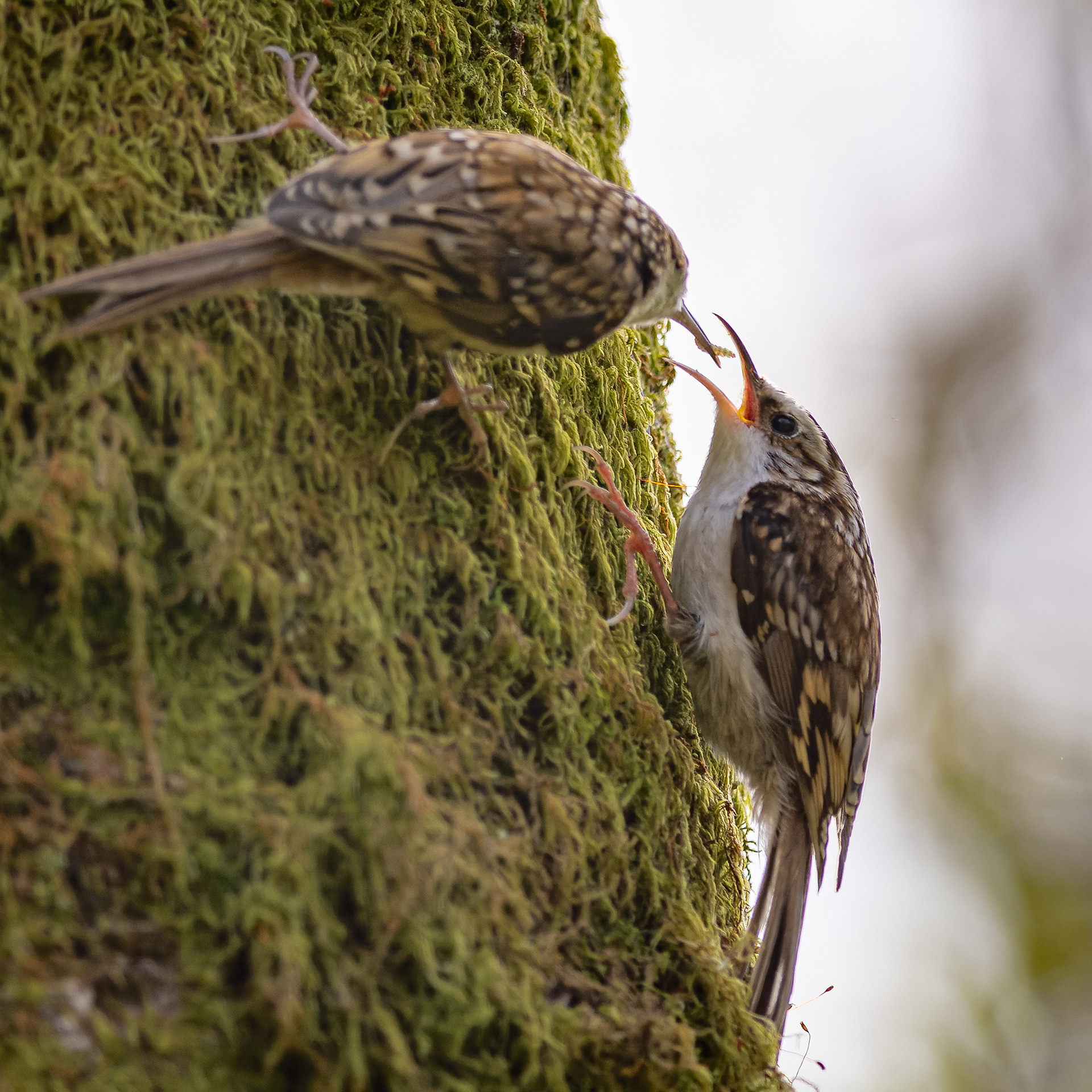 Treecreepers