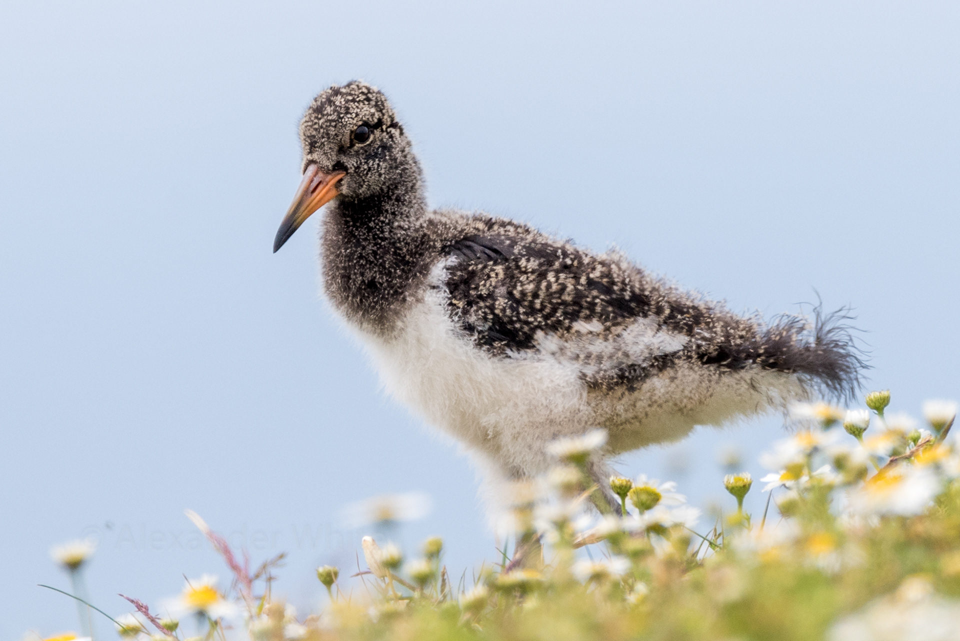 Juvenile Oystercatcher