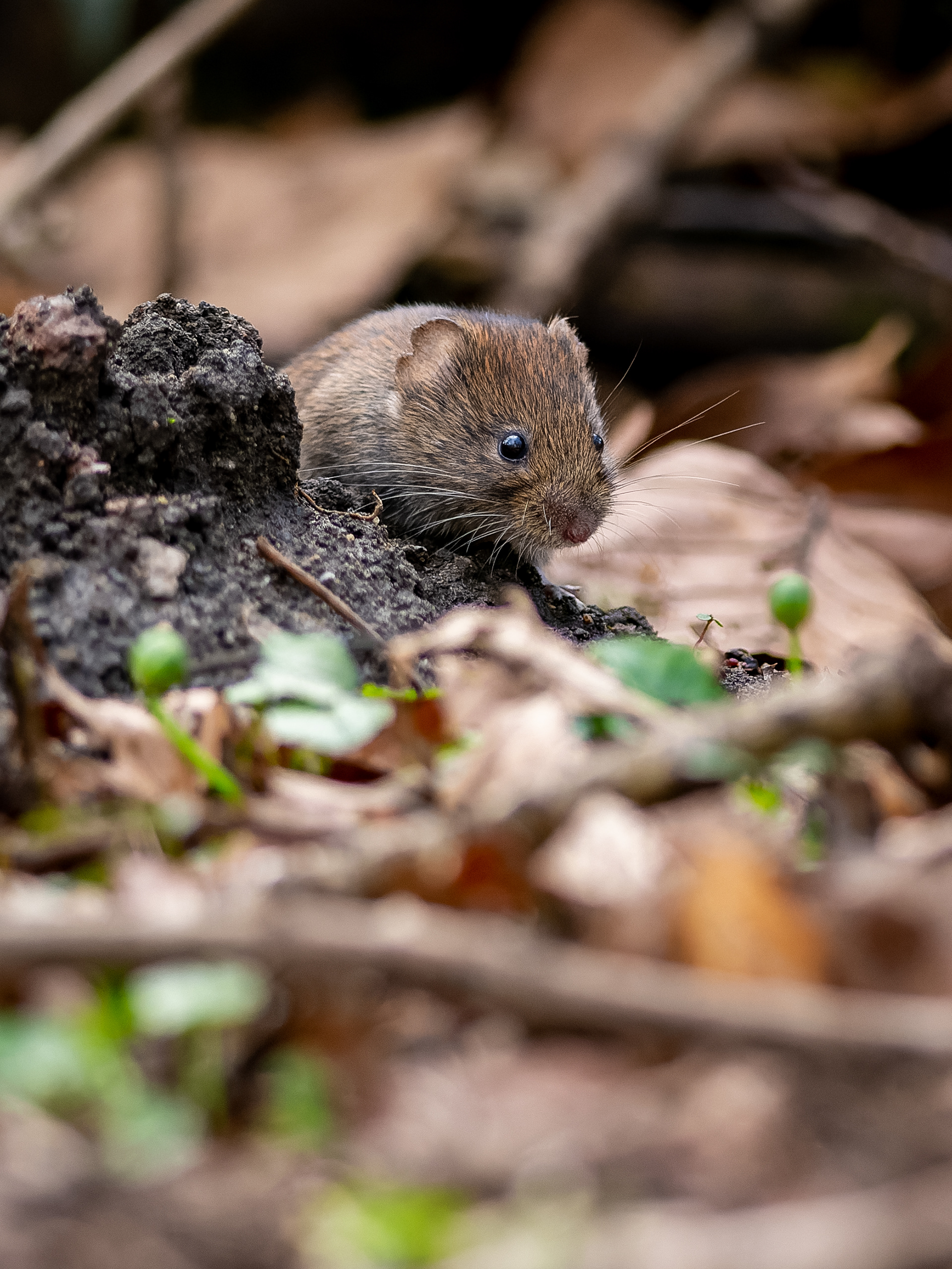 Bank Vole