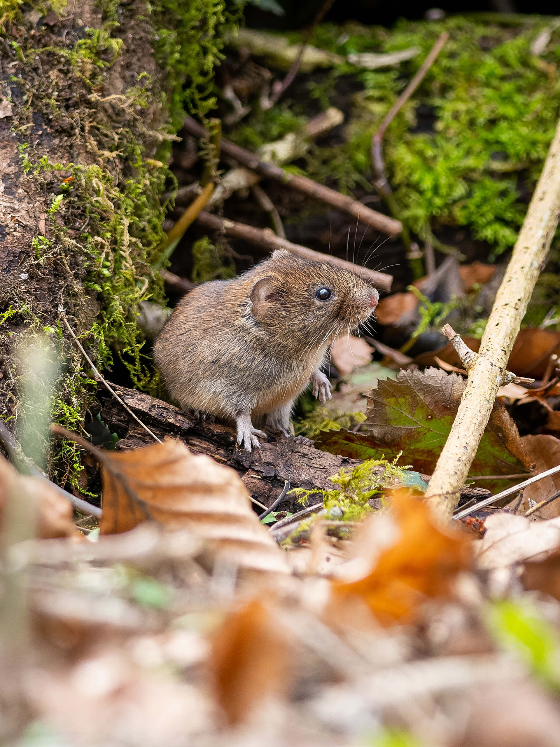 Bank Vole