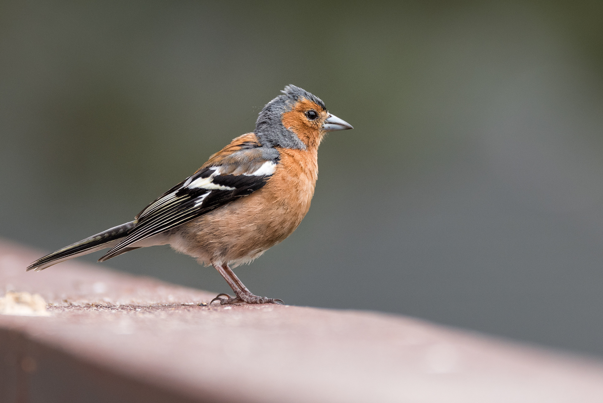 Male Chaffinch