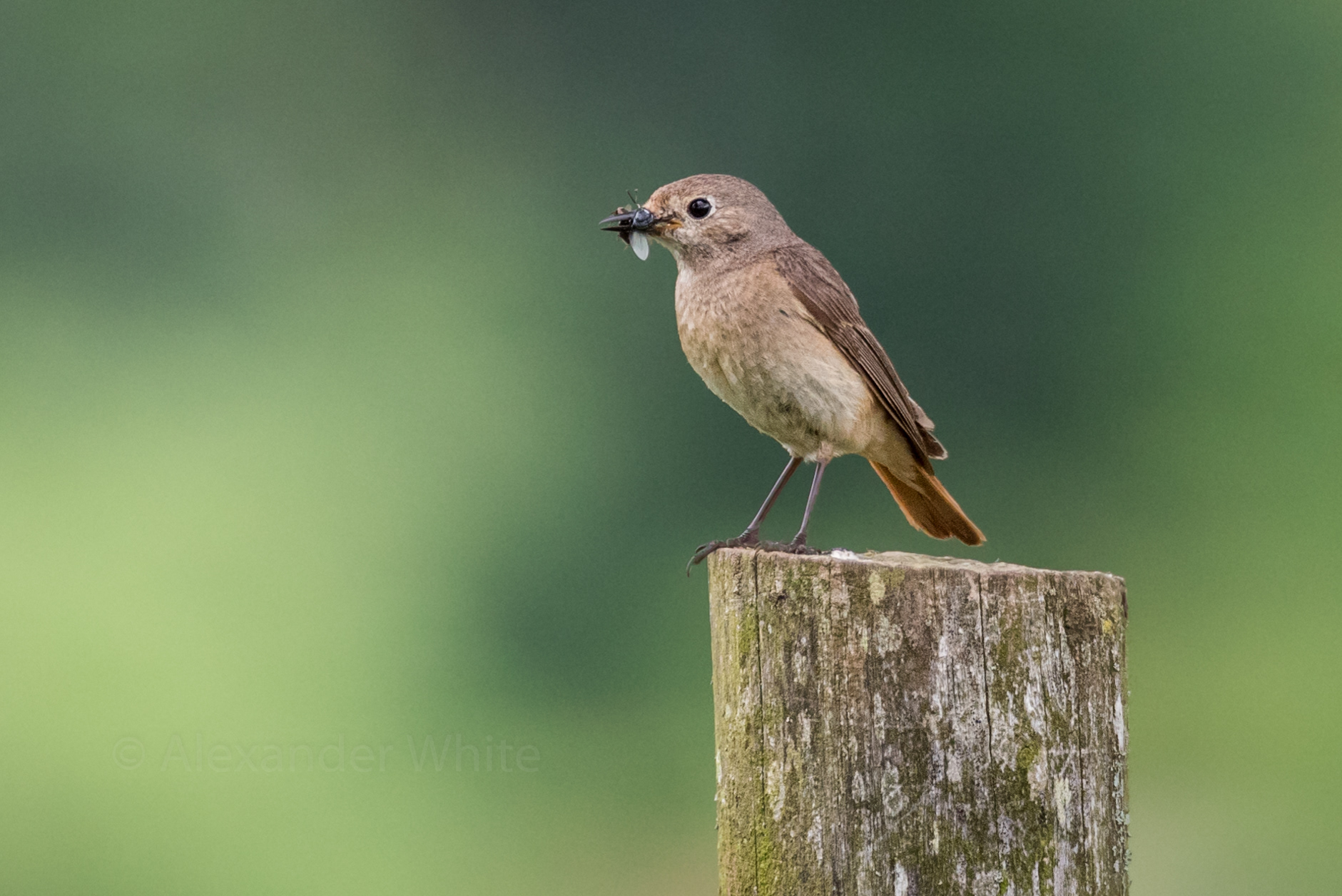 Female Redstart