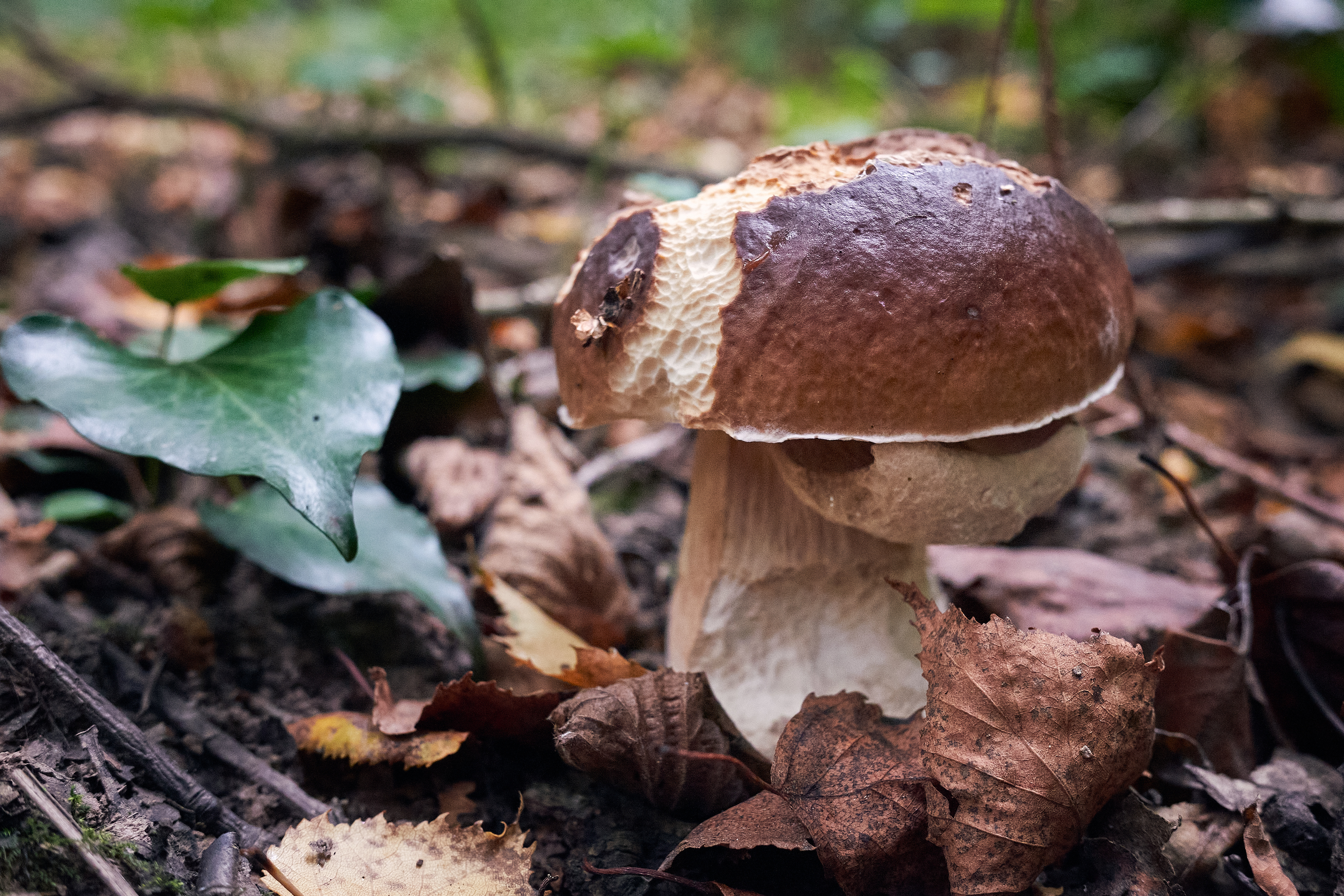 King Bolete