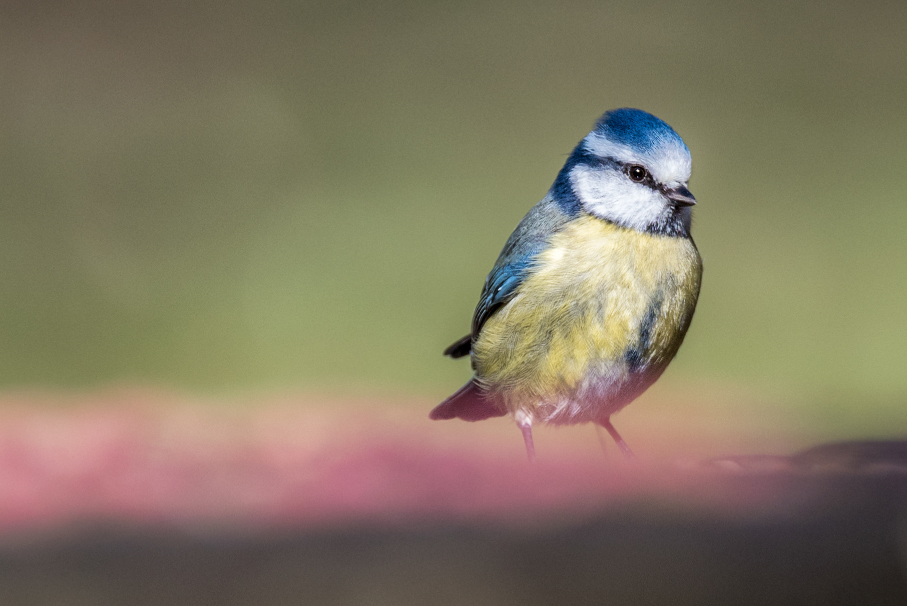 Blue Tit