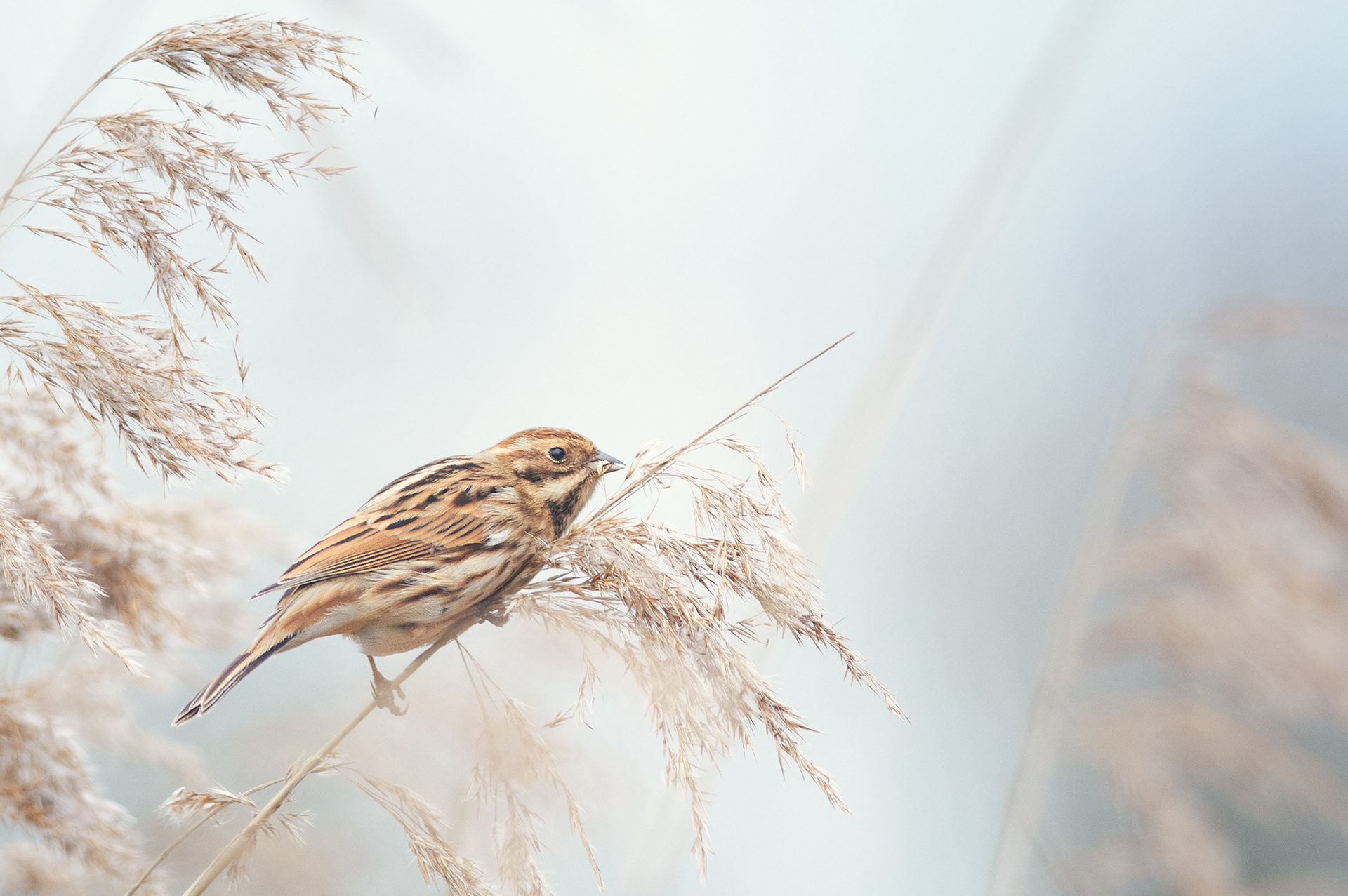 Reed Bunting