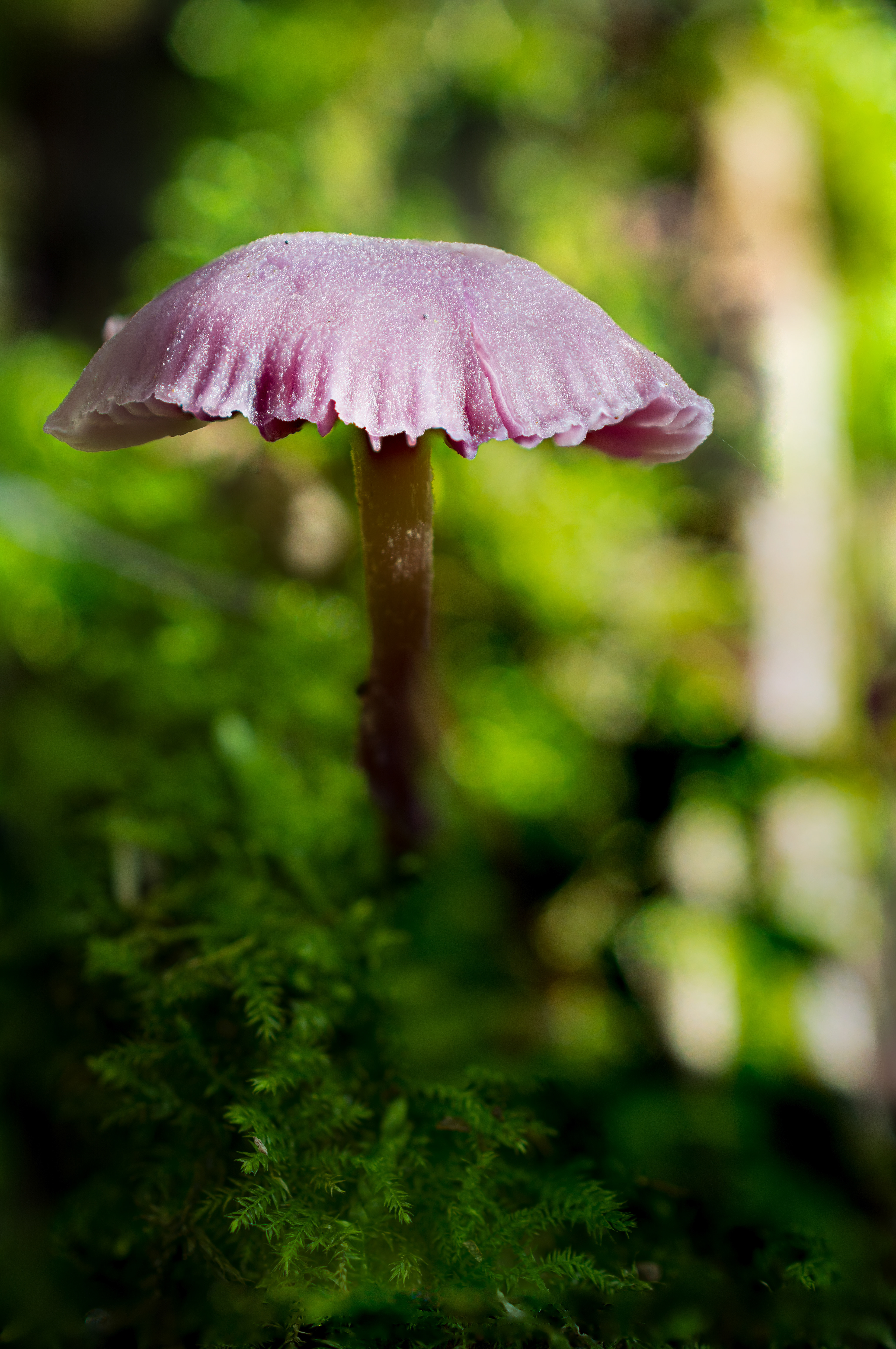 Amethyst Deceiver