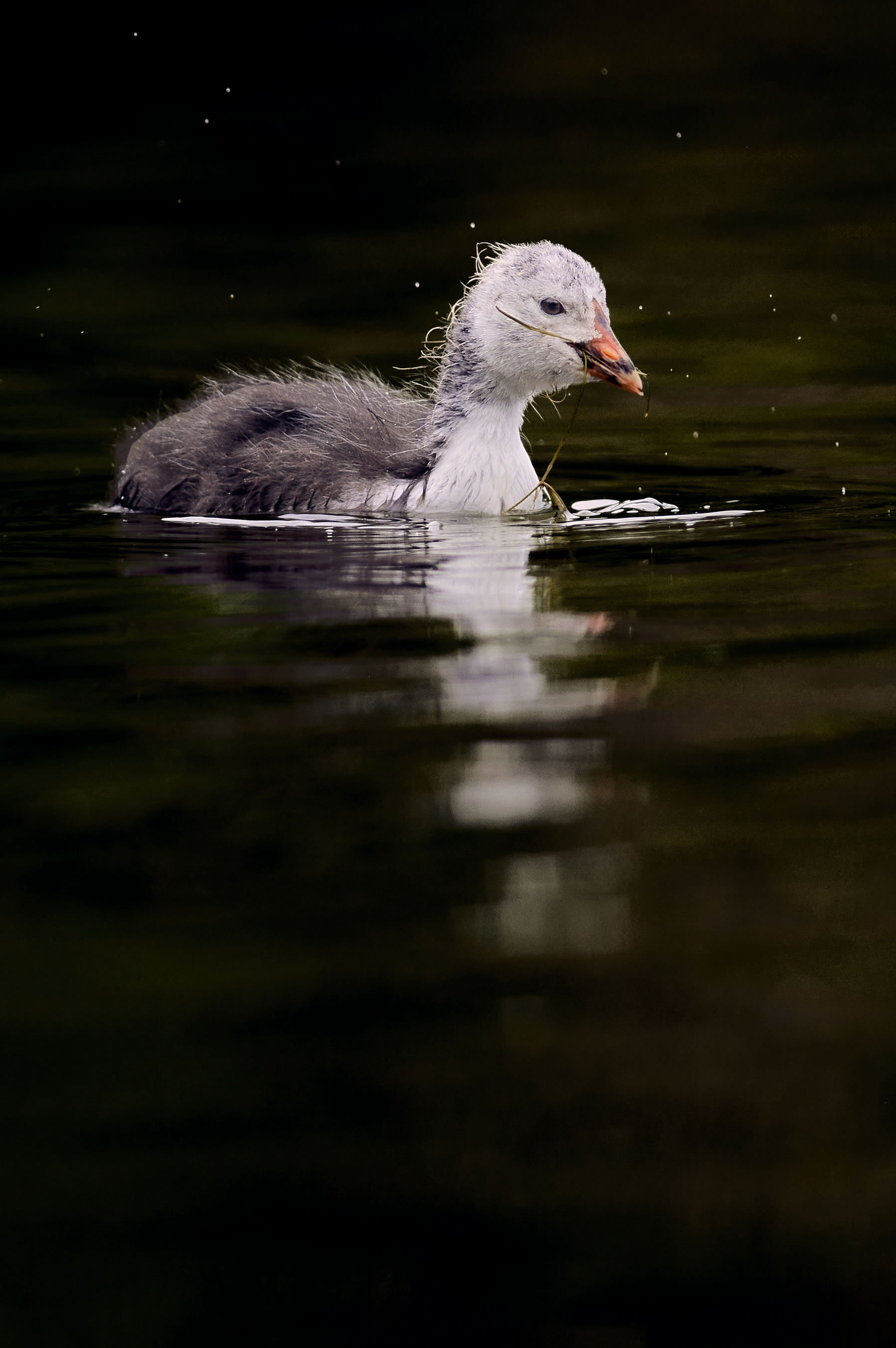 Juvenile Coot