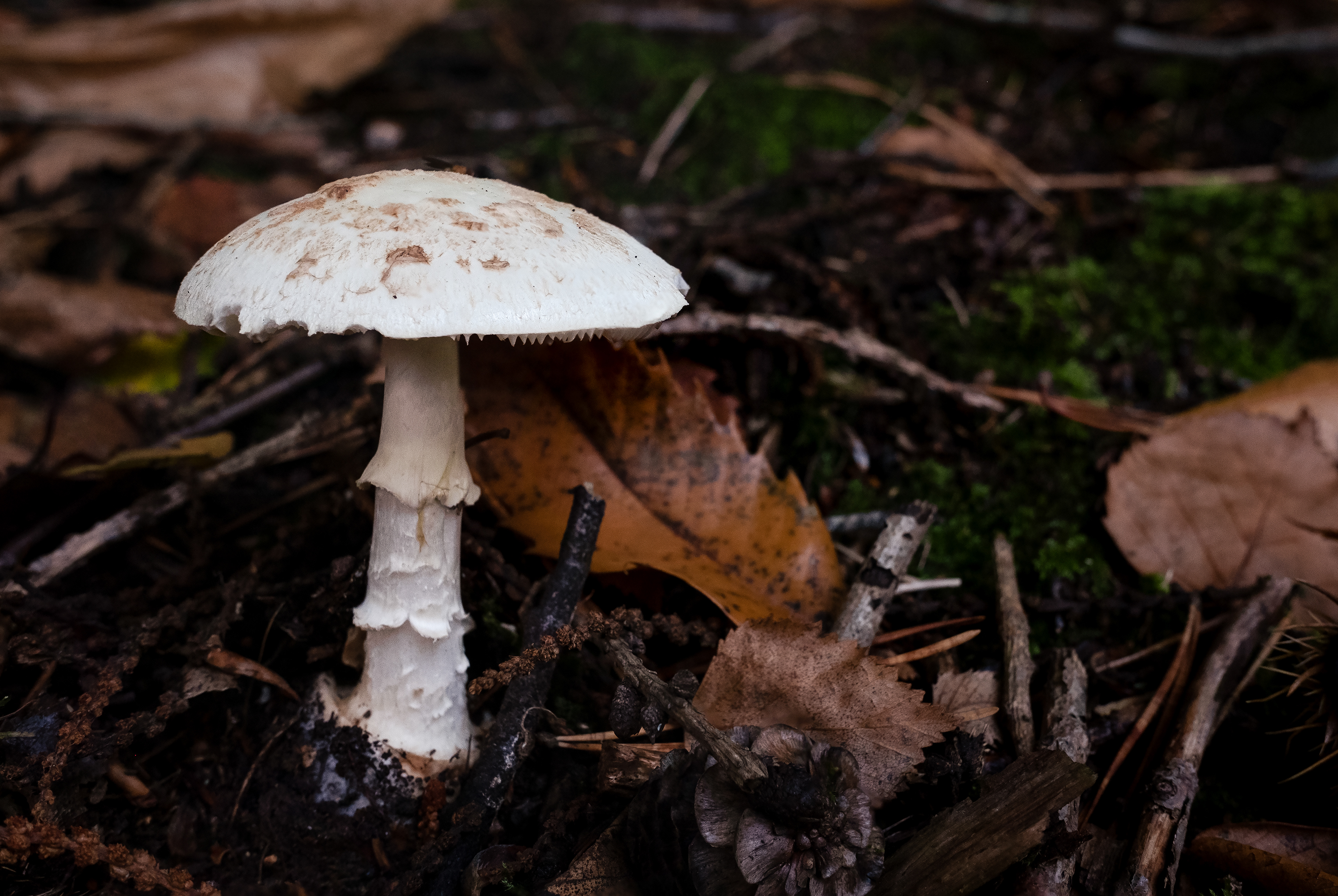 False Deathcap