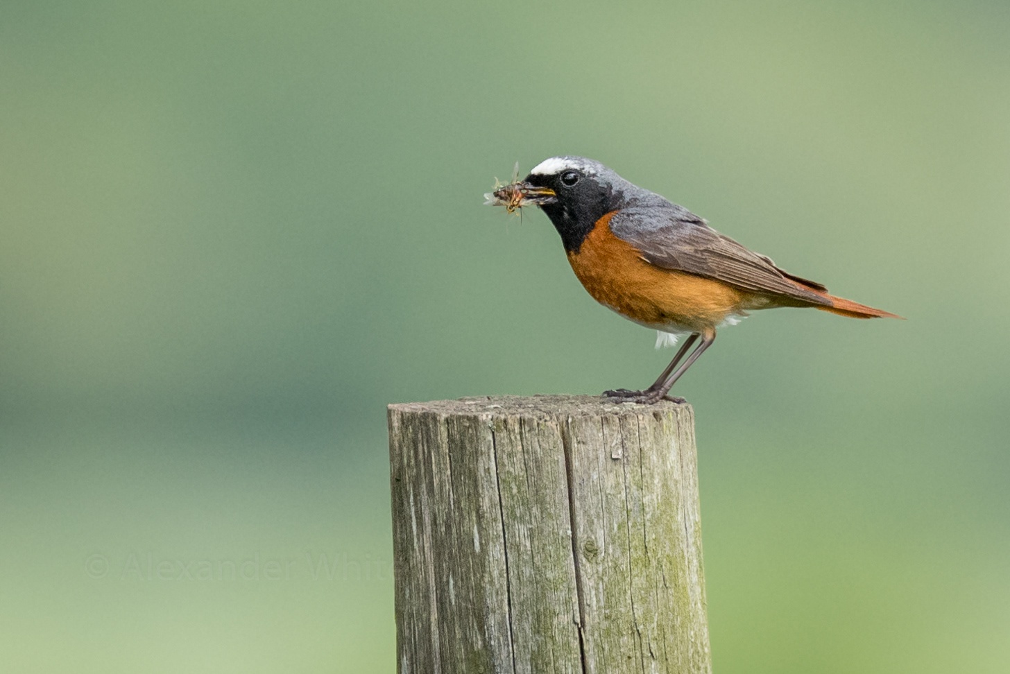 Male Redstart