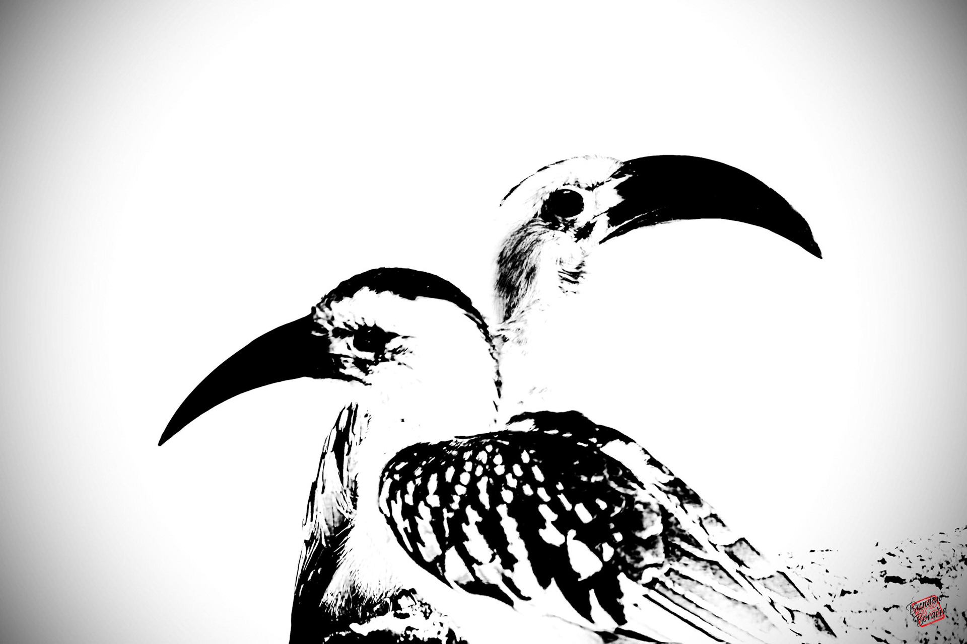 High Key Hornbills