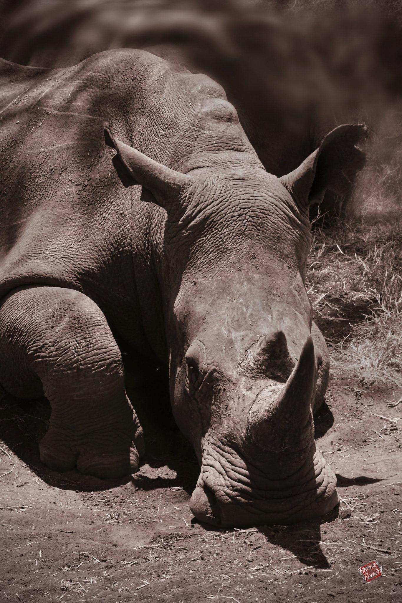 Can You Tell a White Rhino . . .