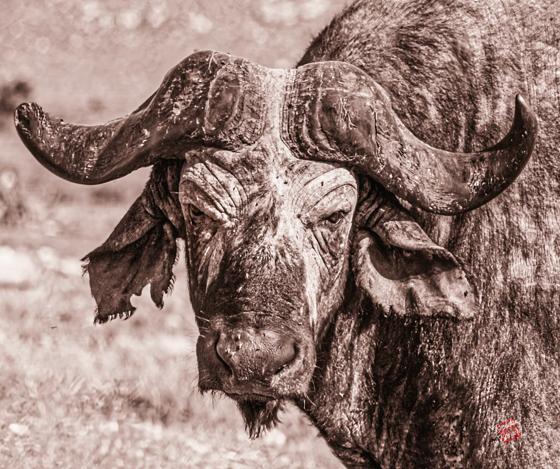 Cape Buffalo: Eyes on You