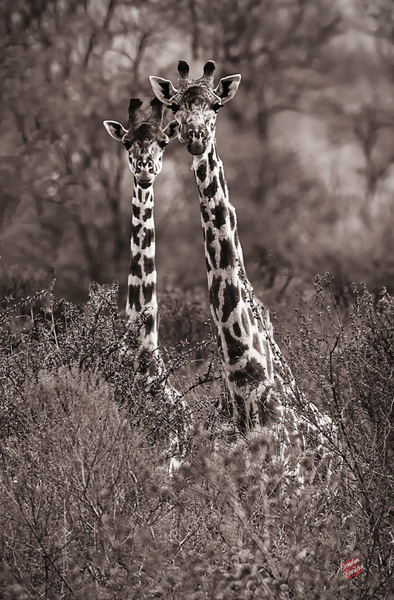 A Curious Couple