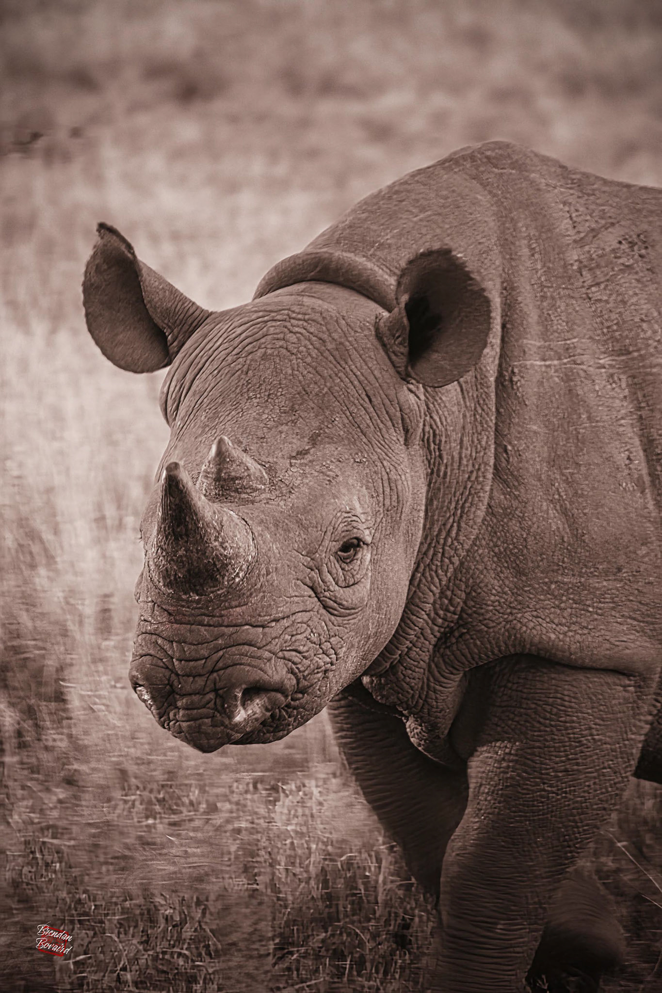 . . . from a Black Rhino?